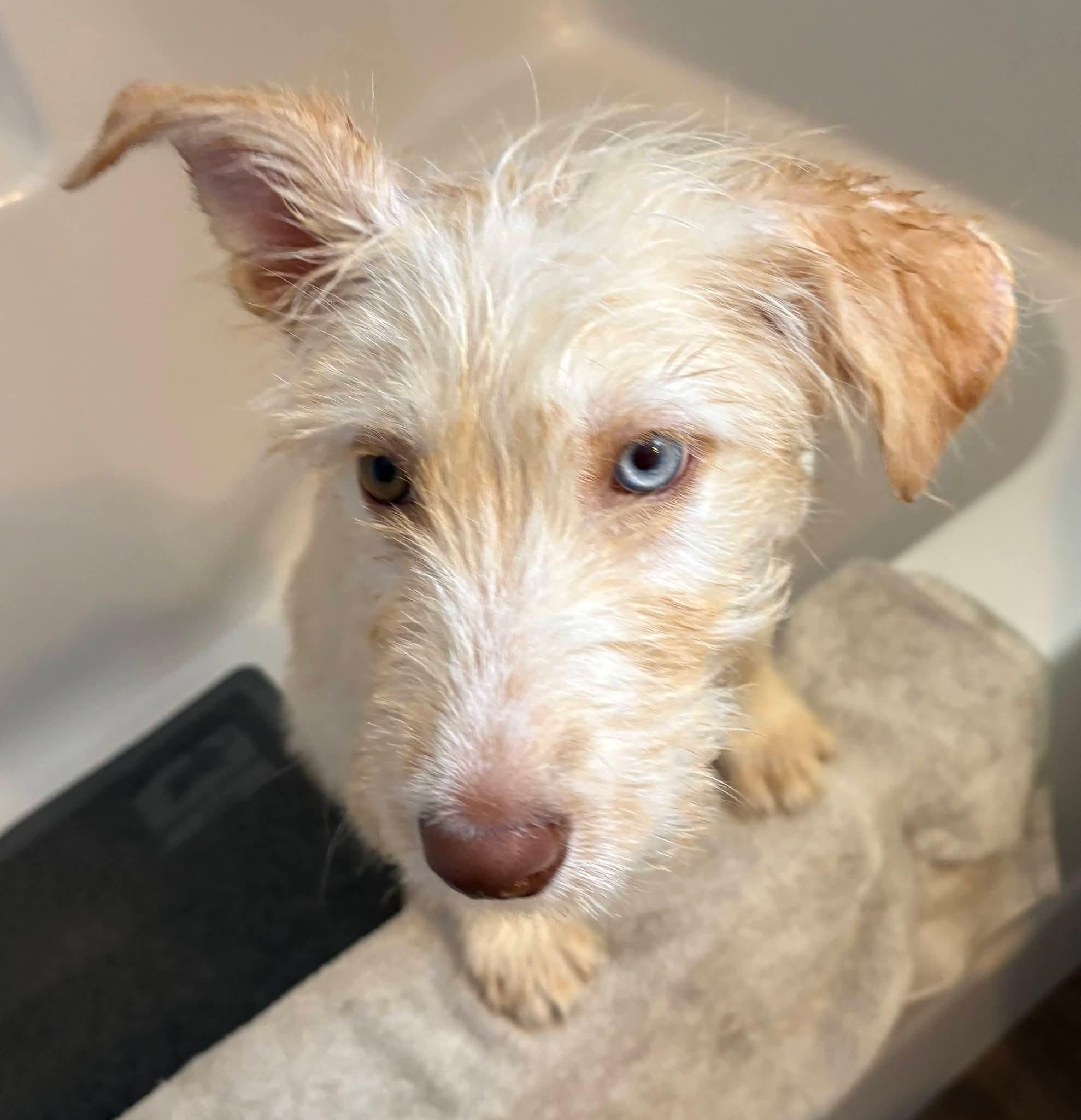 Enlarge Siobhan, a ADOPTABLE mixed breed in Sawyer, ND image 5/5