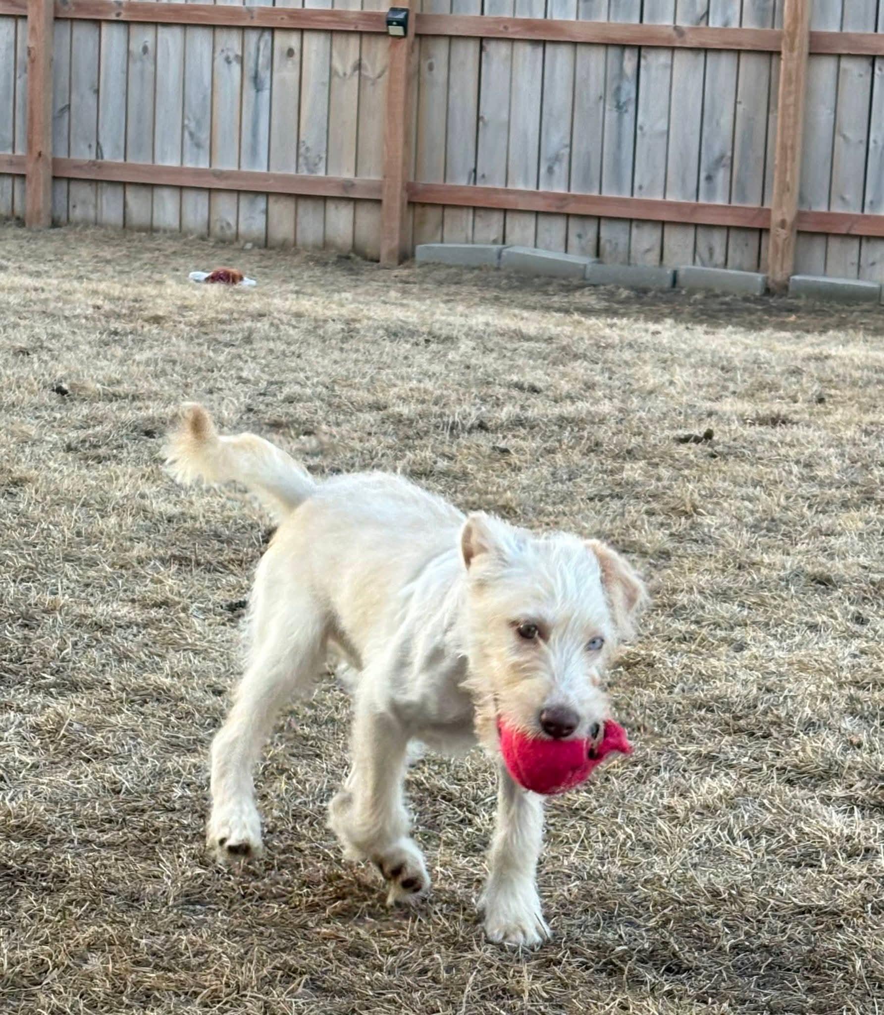 Enlarge Siobhan, a ADOPTABLE mixed breed in Sawyer, ND image 2/5
