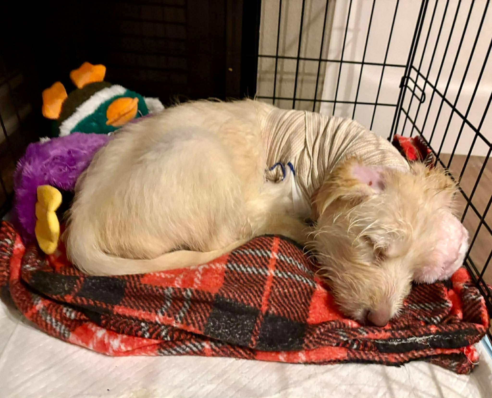 Enlarge Siobhan, a ADOPTABLE mixed breed in Sawyer, ND image 4/5