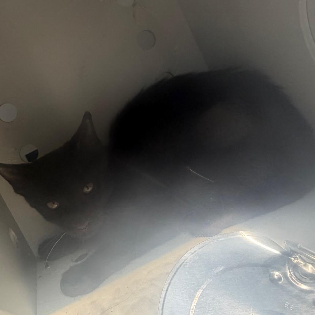 Bagheera (Jackson) photo