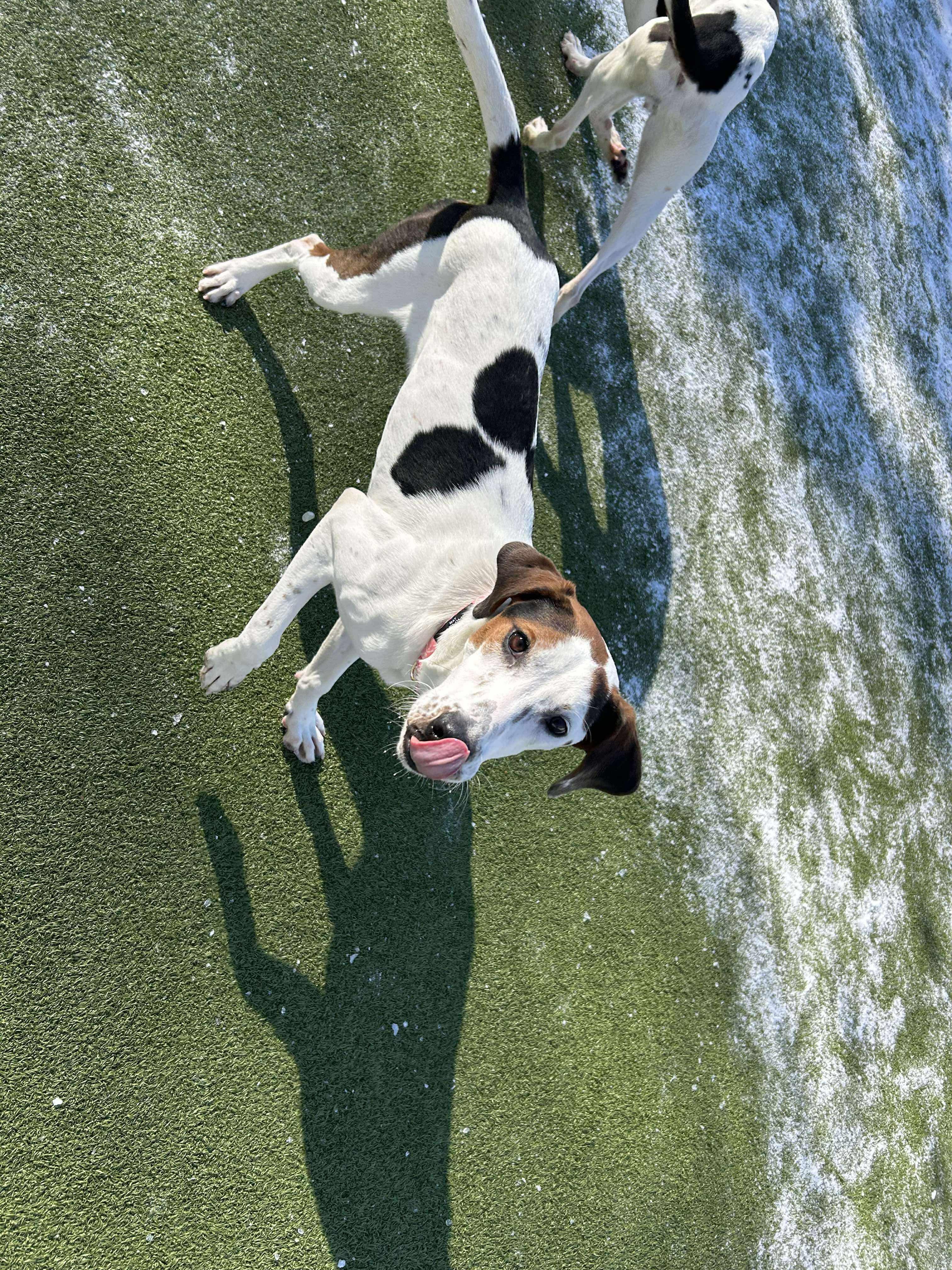 Enlarge May, a ADOPTABLE mixed breed in Stamford, CT image 2/6