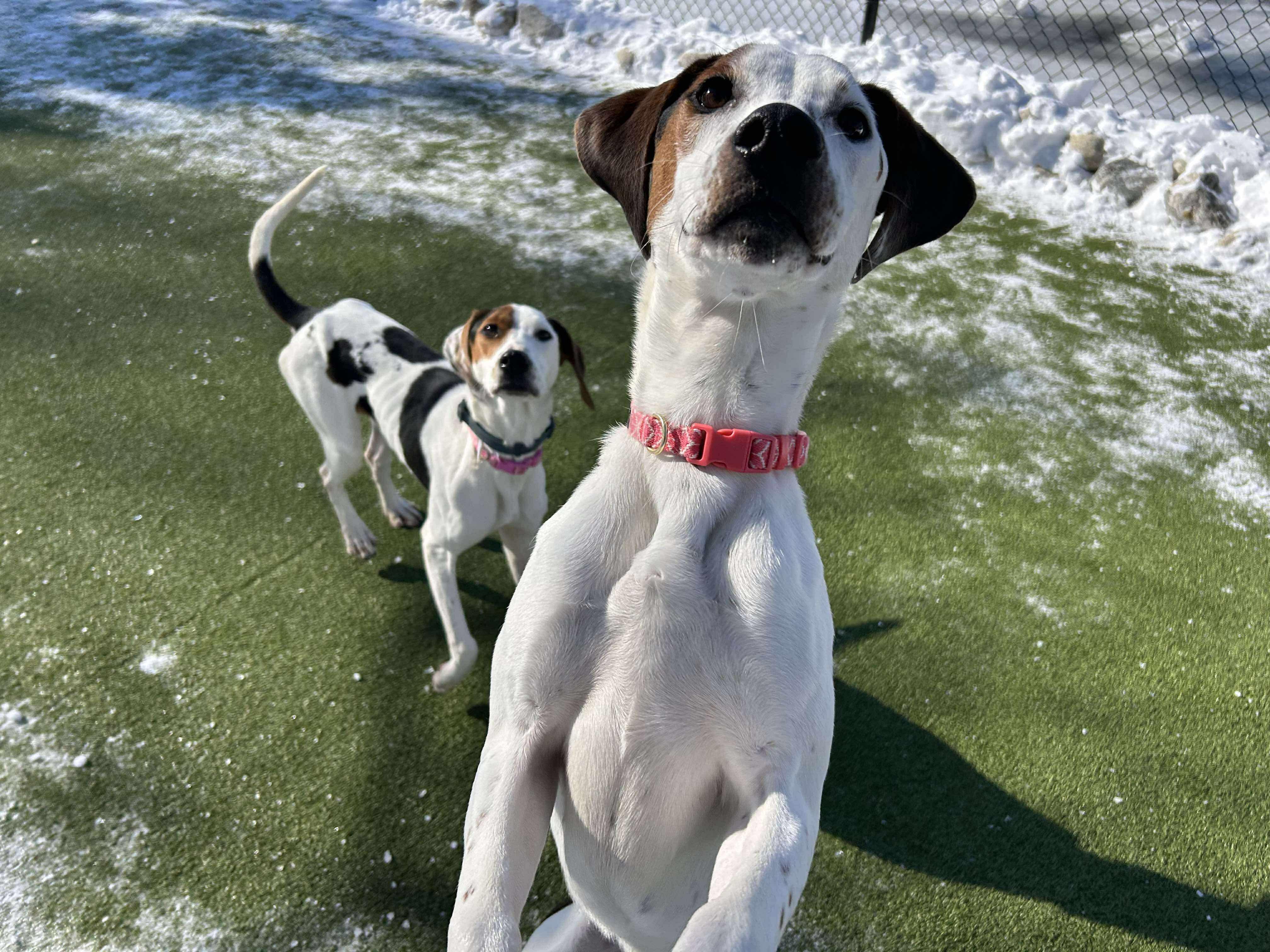 Enlarge May, a ADOPTABLE mixed breed in Stamford, CT image 6/6
