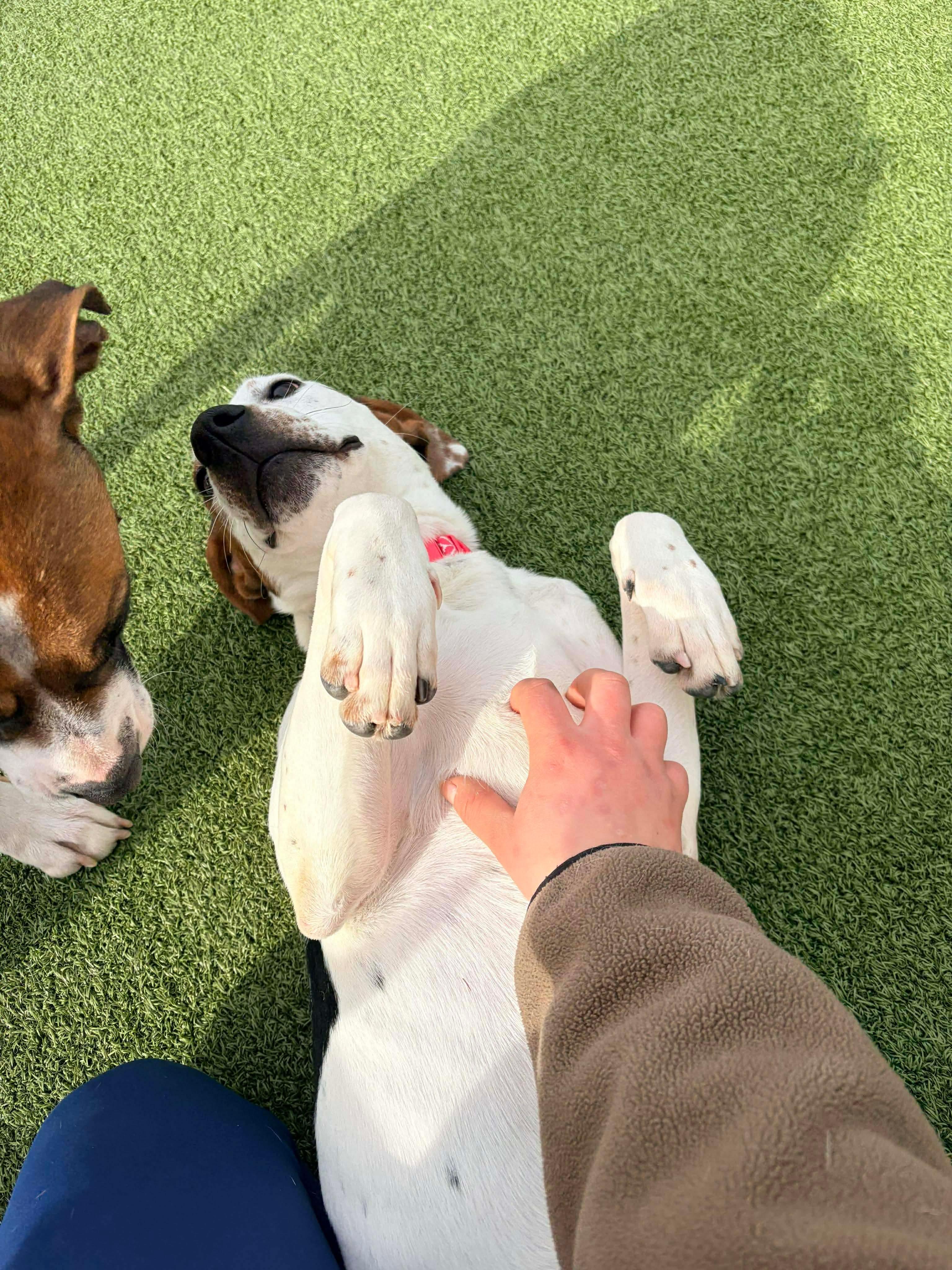 Enlarge May, a ADOPTABLE mixed breed in Stamford, CT image 4/6