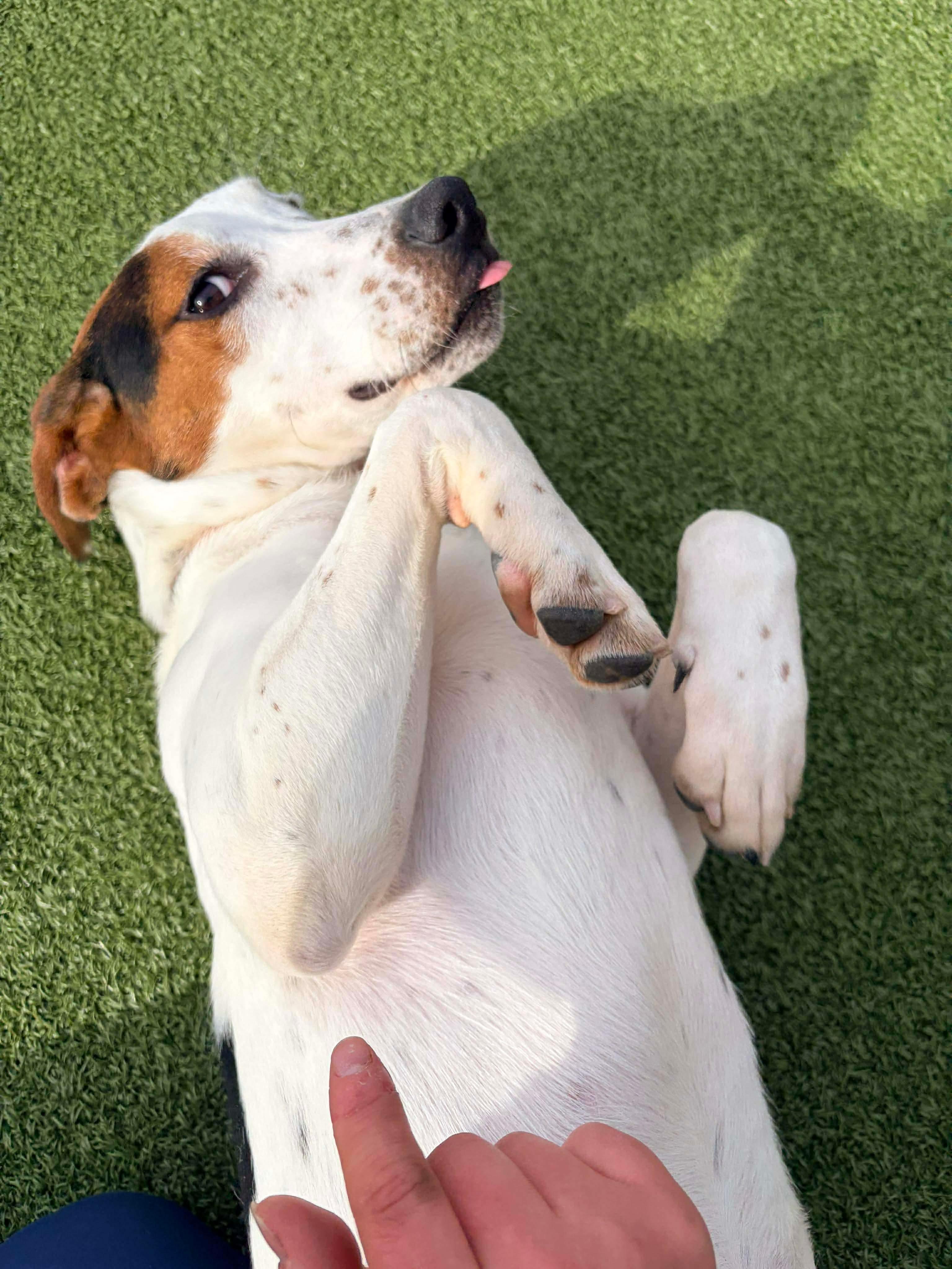 Enlarge May, a ADOPTABLE mixed breed in Stamford, CT image 3/6