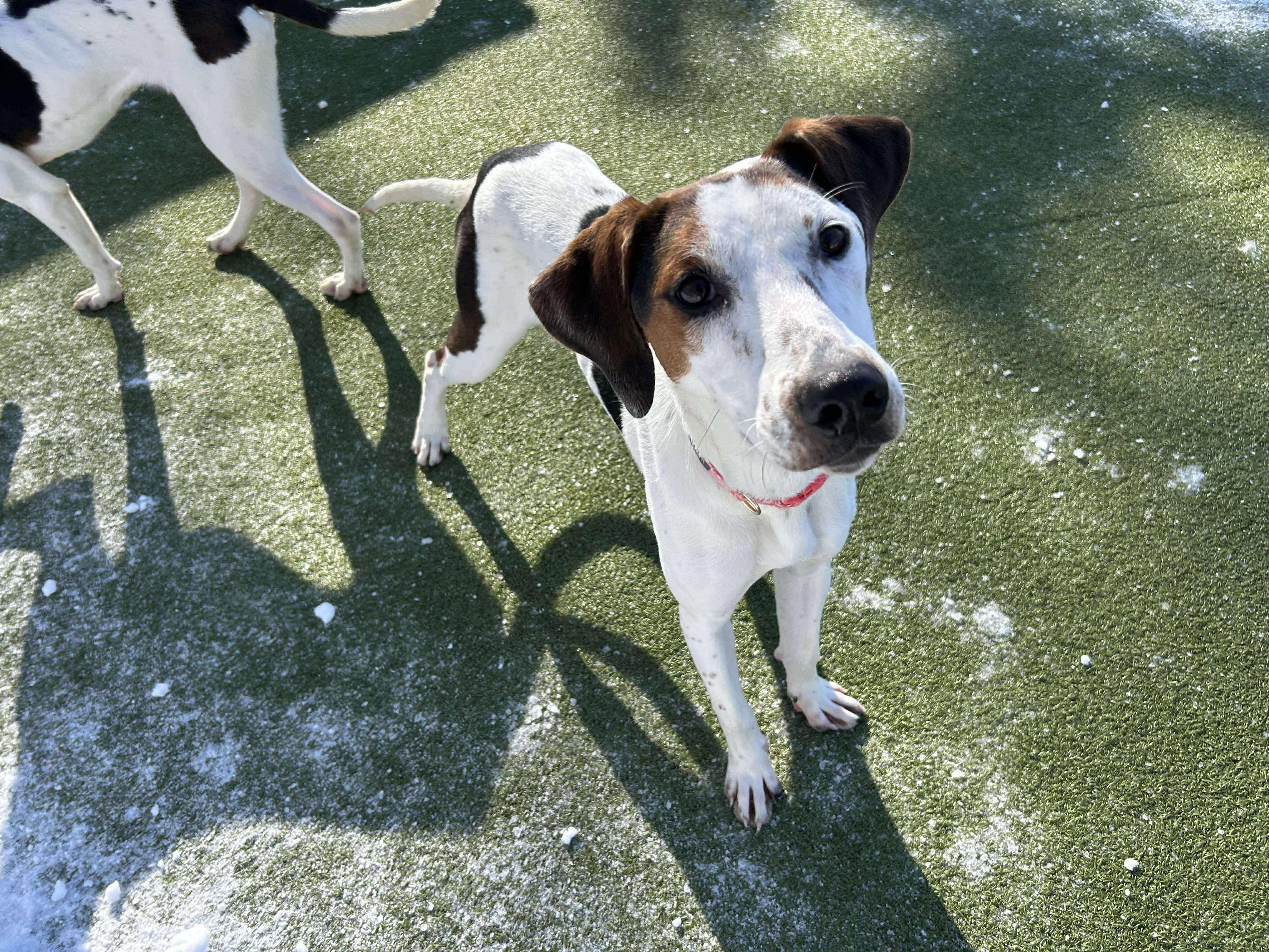 Enlarge May, a ADOPTABLE mixed breed in Stamford, CT image 1/6