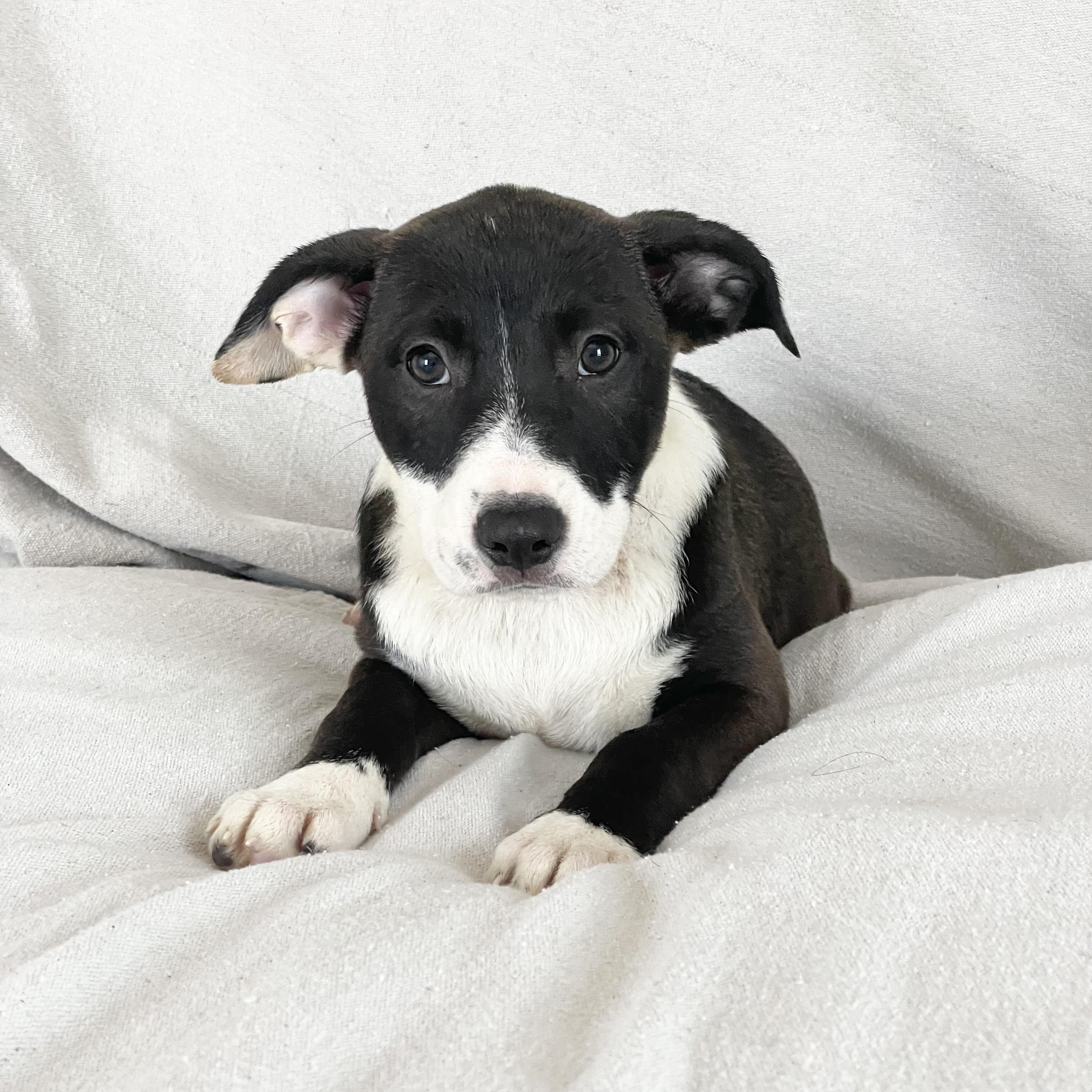 Enlarge Amazing Grace, a ADOPTABLE mixed breed in West Hartford , CT image 1/4