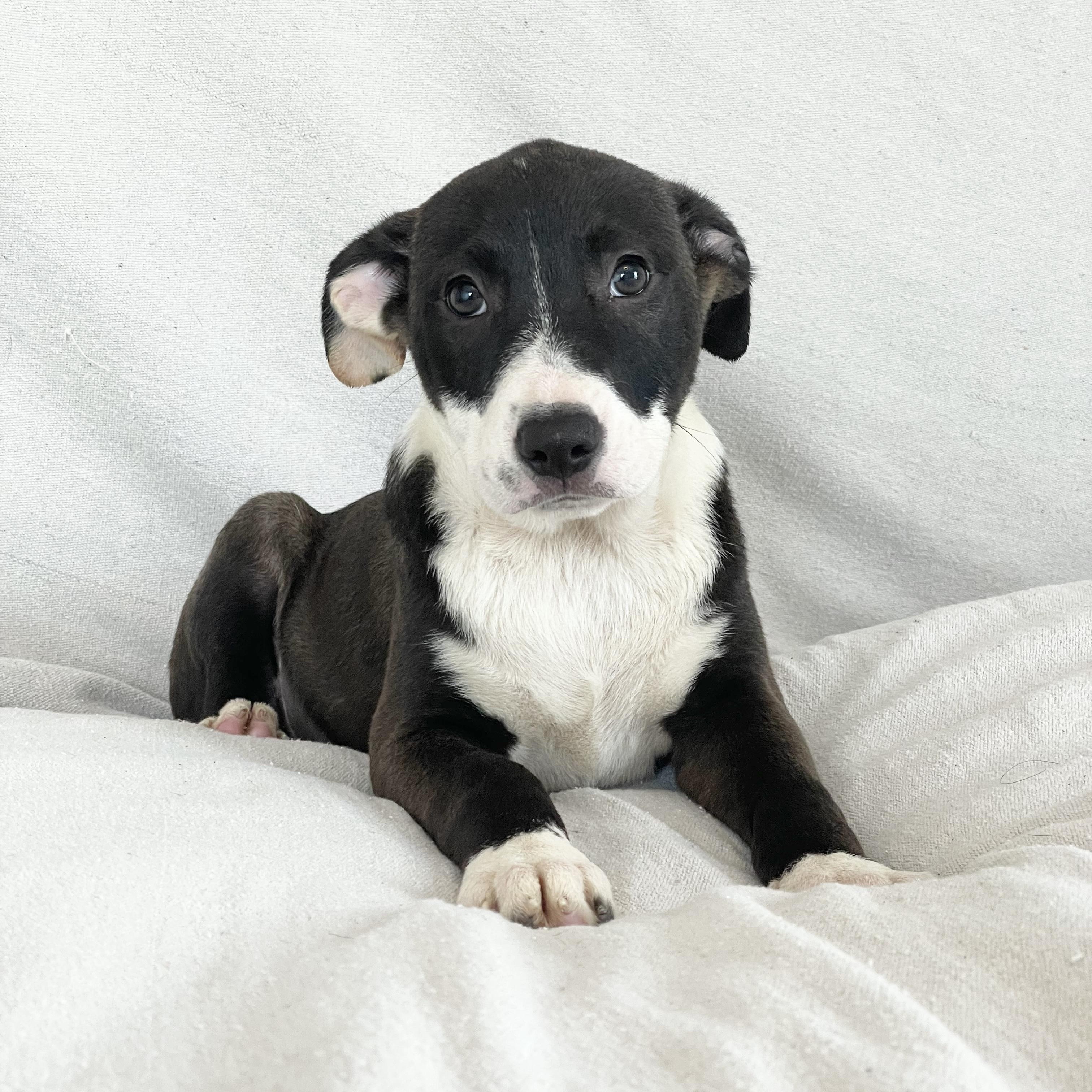 Enlarge Amazing Grace, a ADOPTABLE mixed breed in West Hartford , CT image 2/4