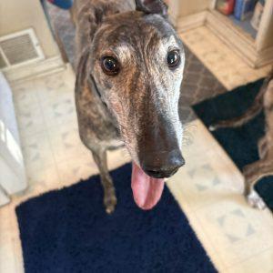 AFG PRIME POWER, Adoptable, Adult Male Greyhound.