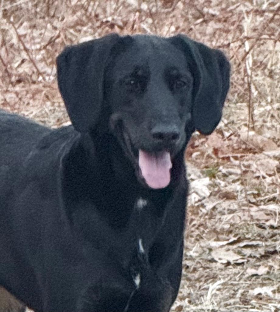 CoCo, a Adoptable mixed breed in Crossville, TN image 1/4