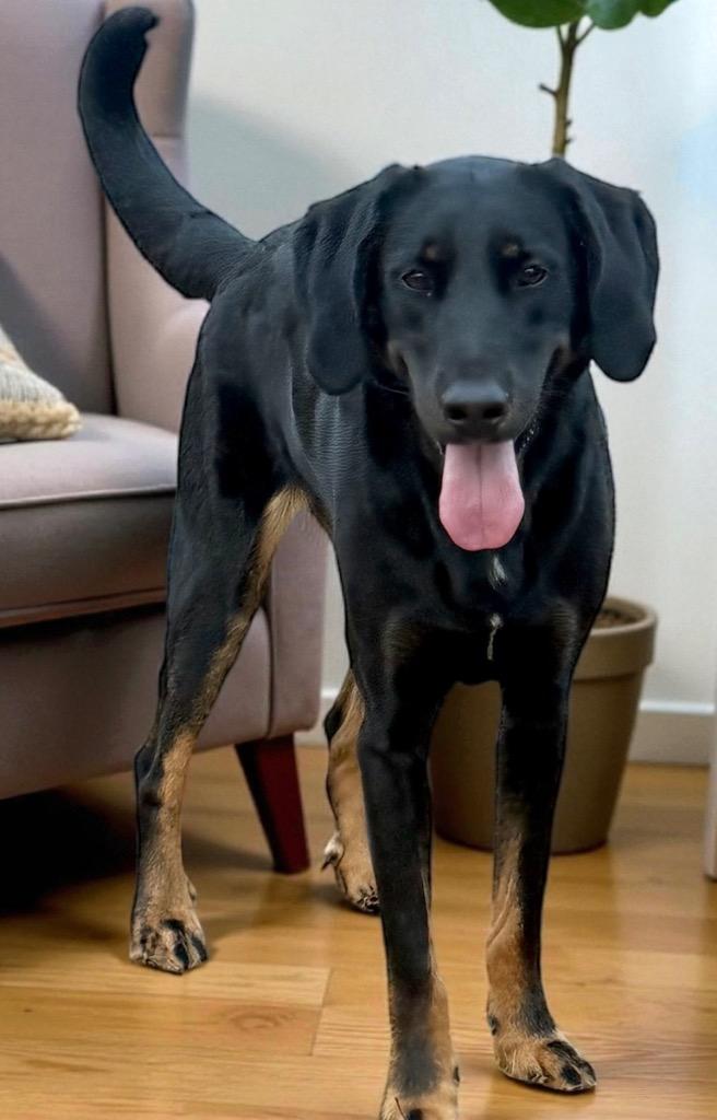 CoCo, a Adoptable mixed breed in Crossville, TN image 2/4