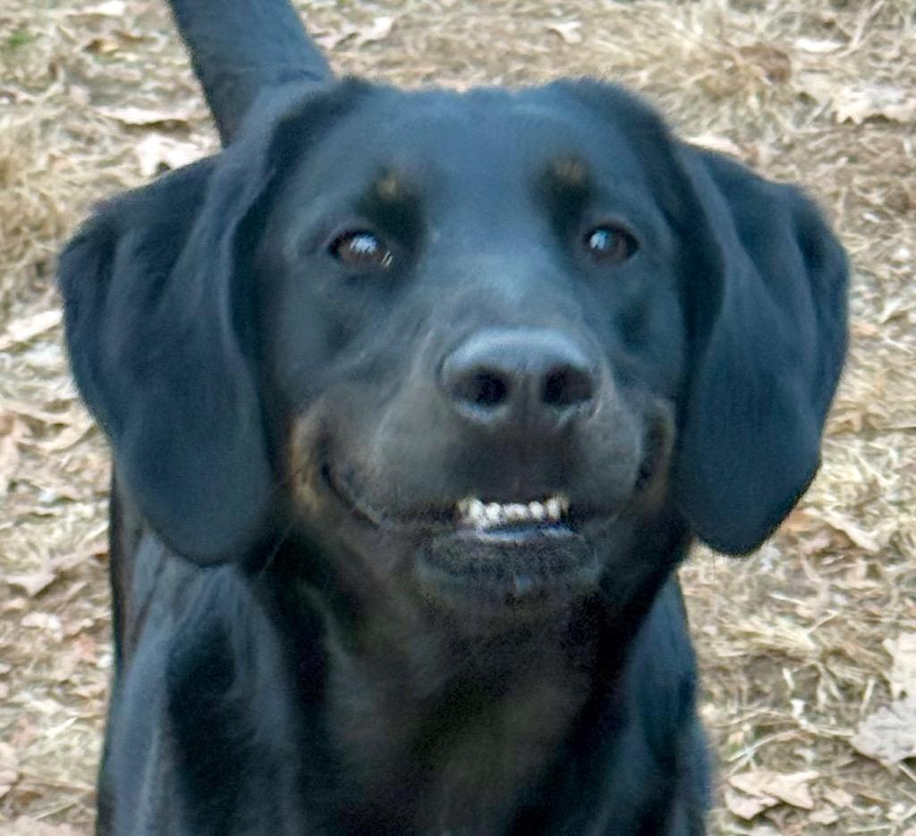 CoCo, a Adoptable mixed breed in Crossville, TN image 3/4