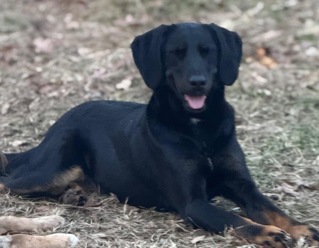 Enlarge CoCo, a Adoptable mixed breed in Crossville, TN image 4/4