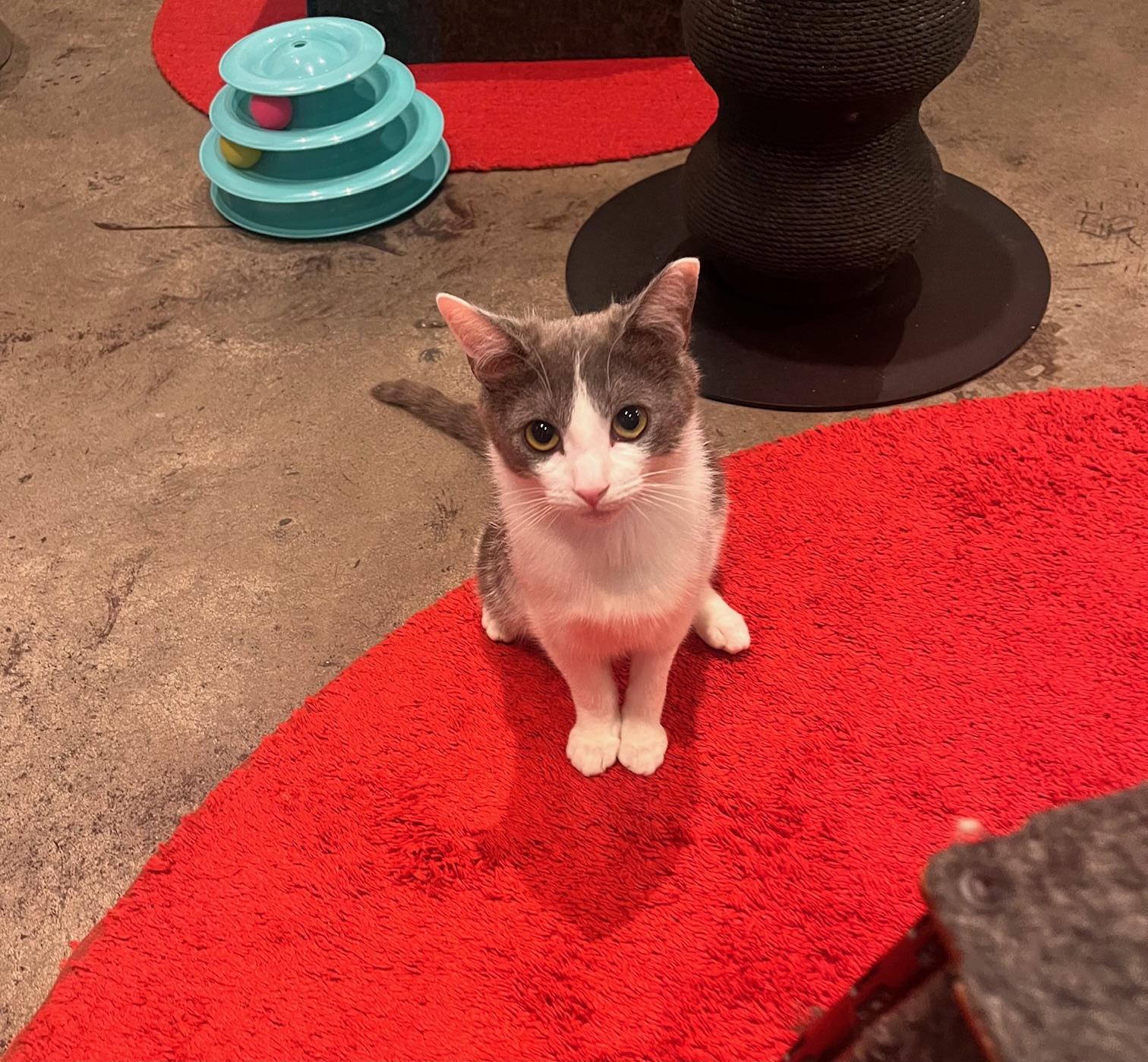 Enlarge TETRA, a ADOPTABLE Domestic Short Hair in New York, NY image 2/2