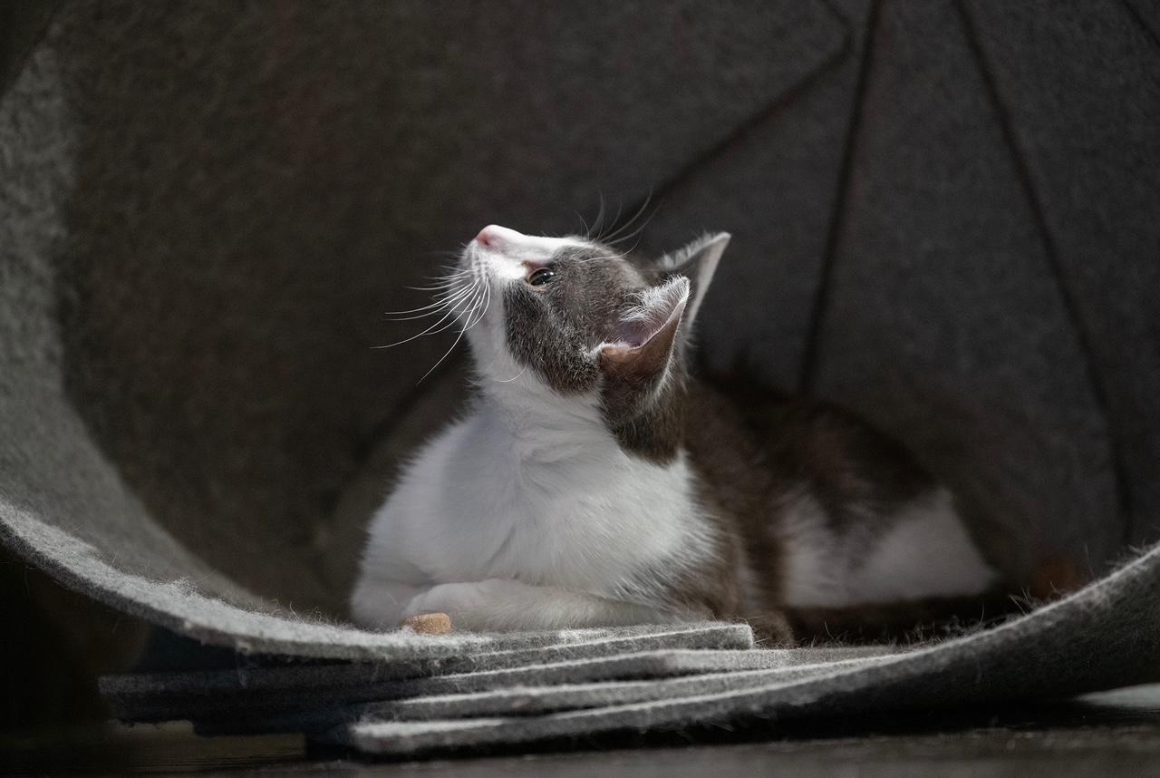 TETRA, ADOPTABLE, Young Female Domestic Short Hair.