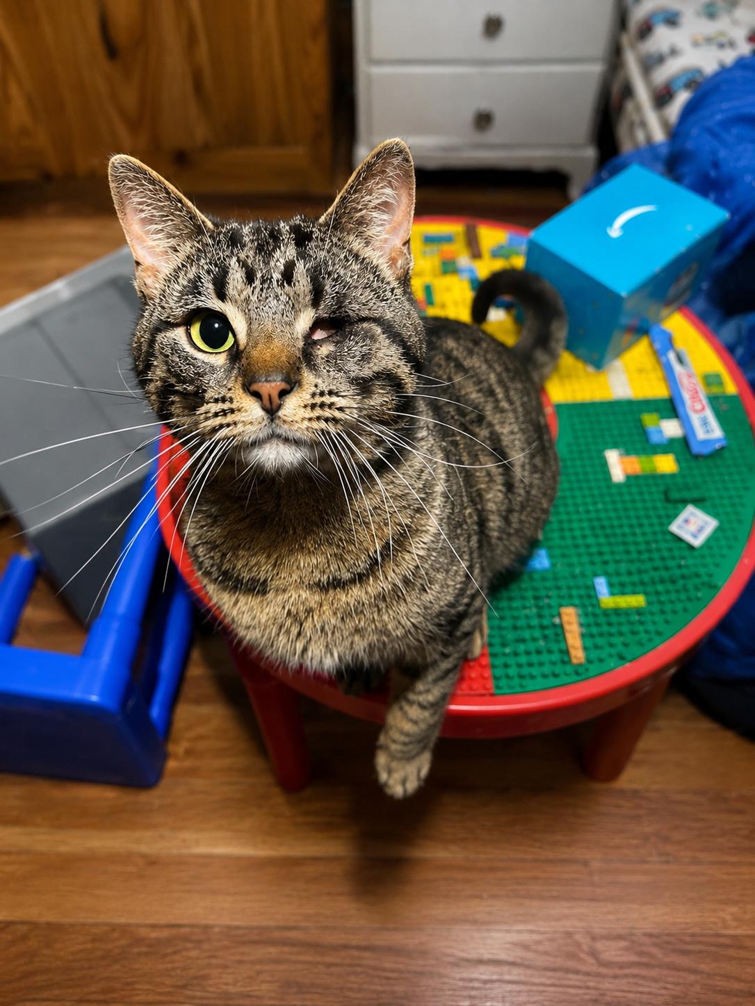 Blink, Adoptable, Adult Male Domestic Short Hair.
