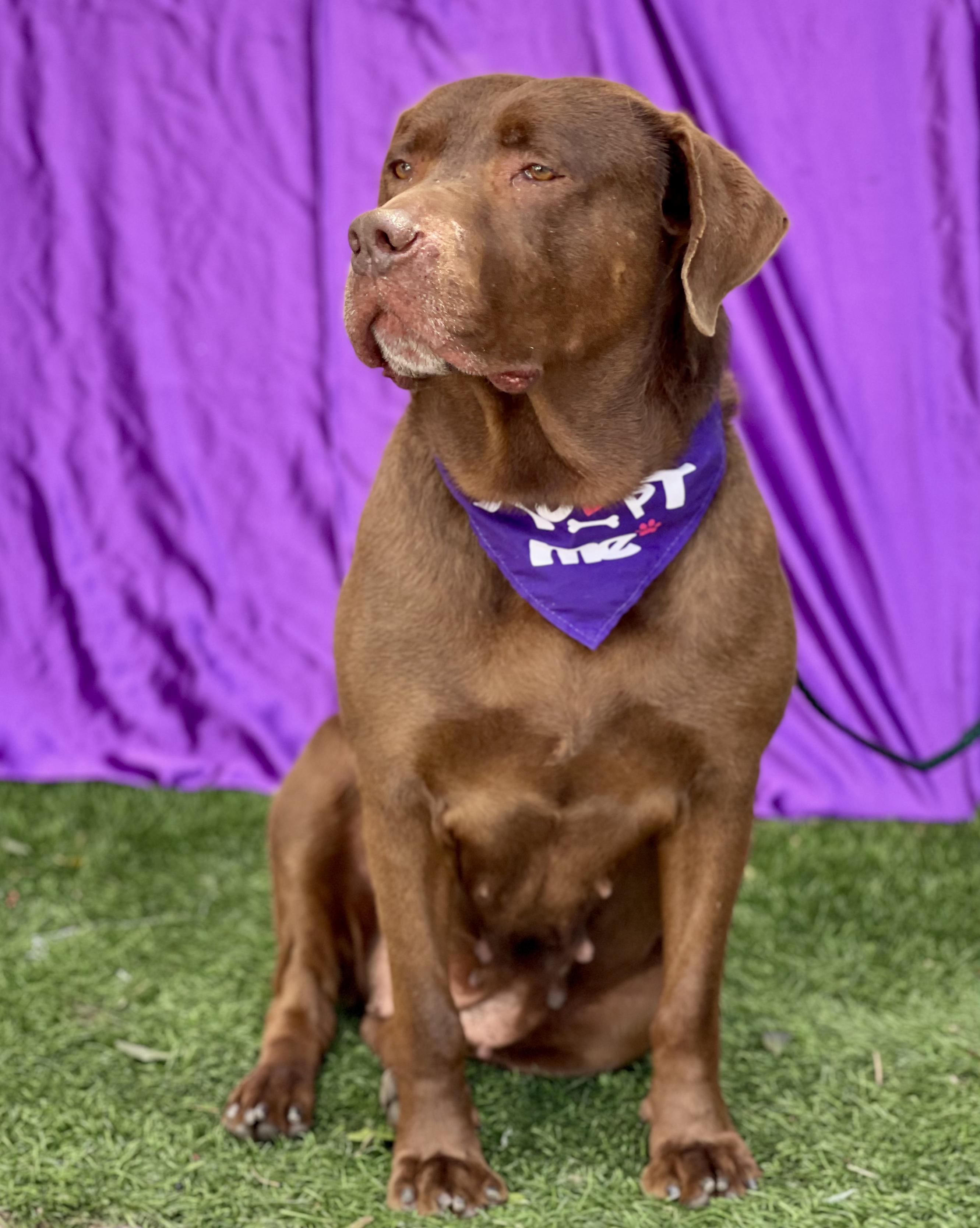 Enlarge MISSY, a ADOPTABLE mixed breed in Rowland Heights, CA image 3/5