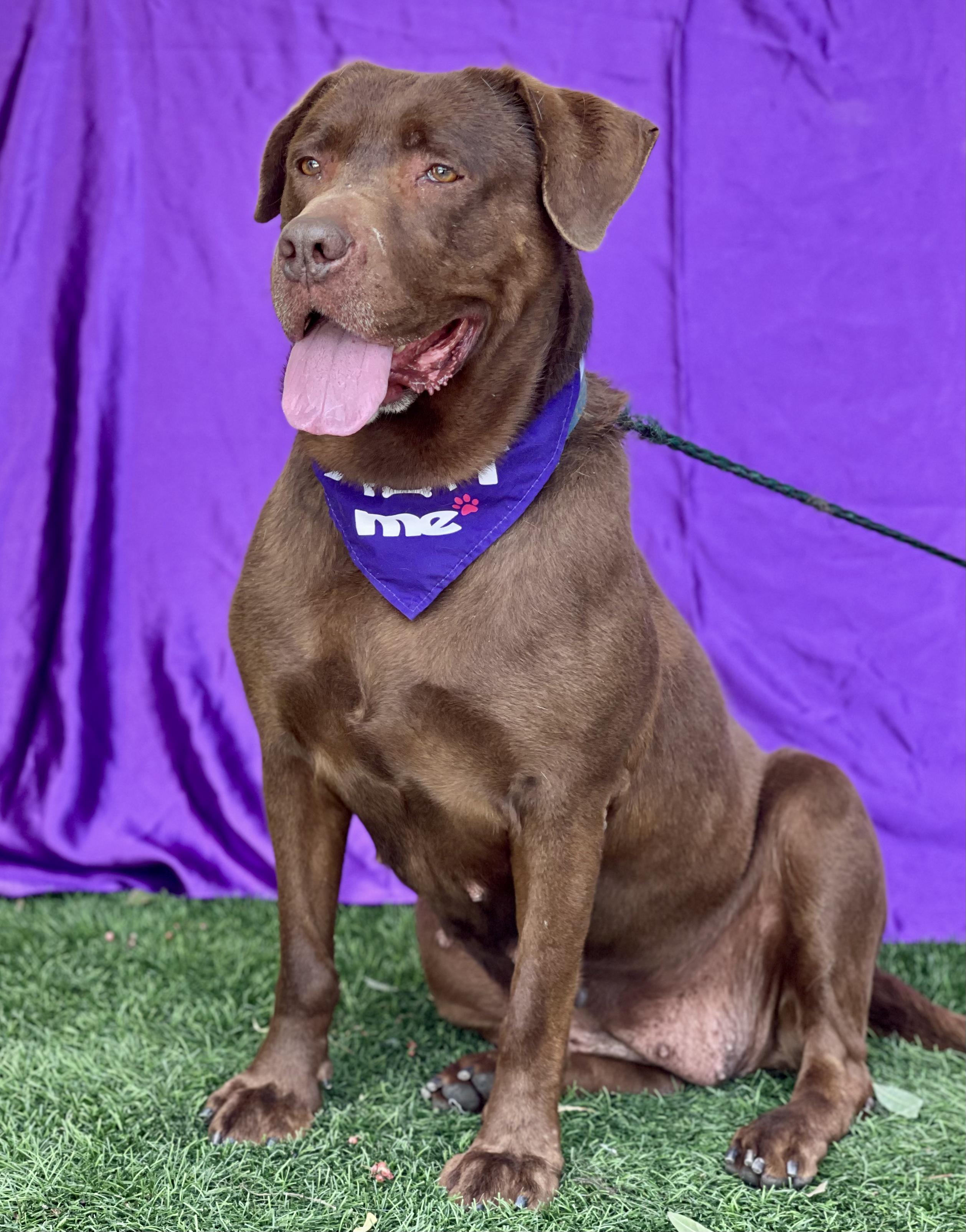 Enlarge MISSY, a ADOPTABLE mixed breed in Rowland Heights, CA image 4/5