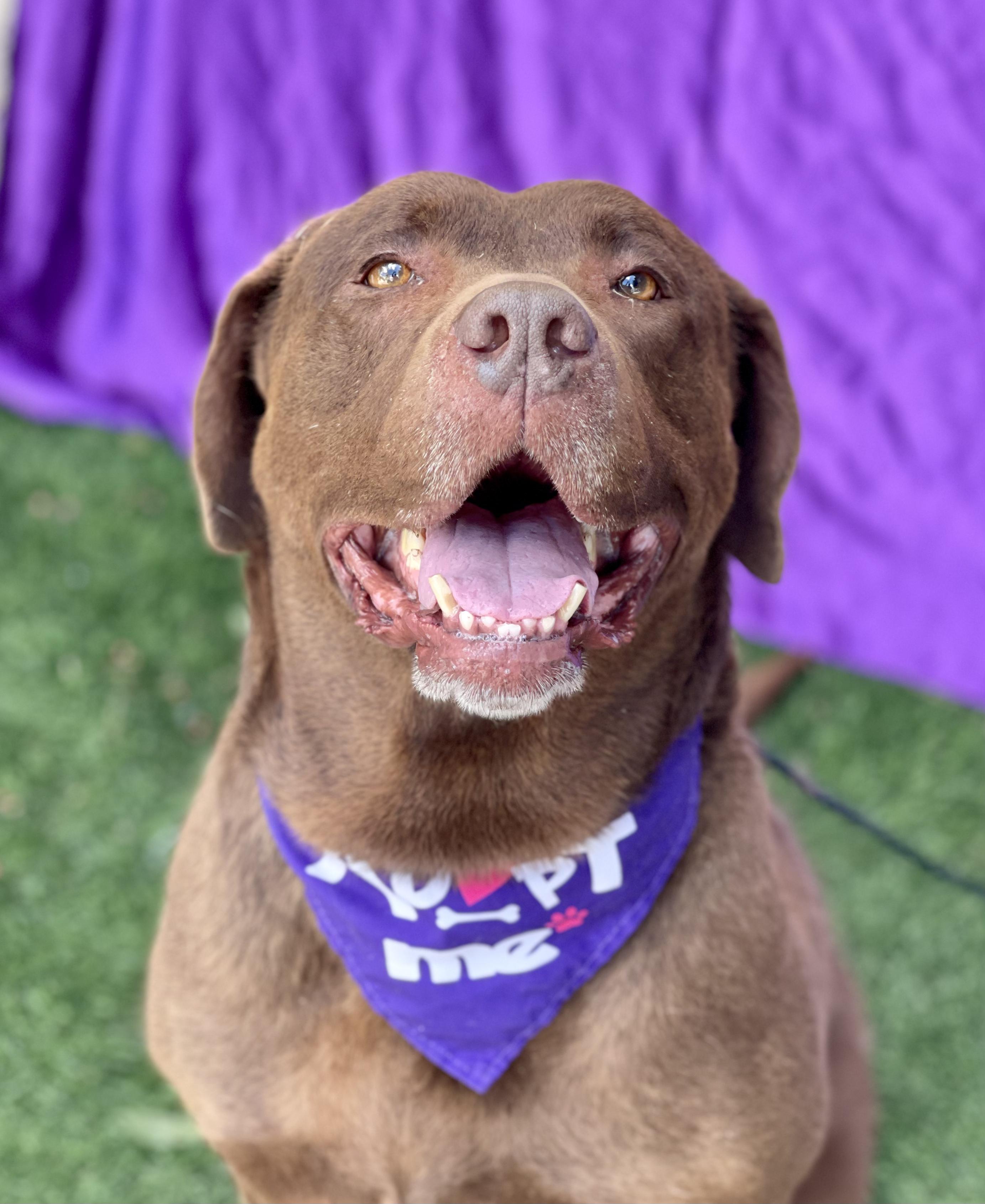 Enlarge MISSY, a ADOPTABLE mixed breed in Rowland Heights, CA image 2/5