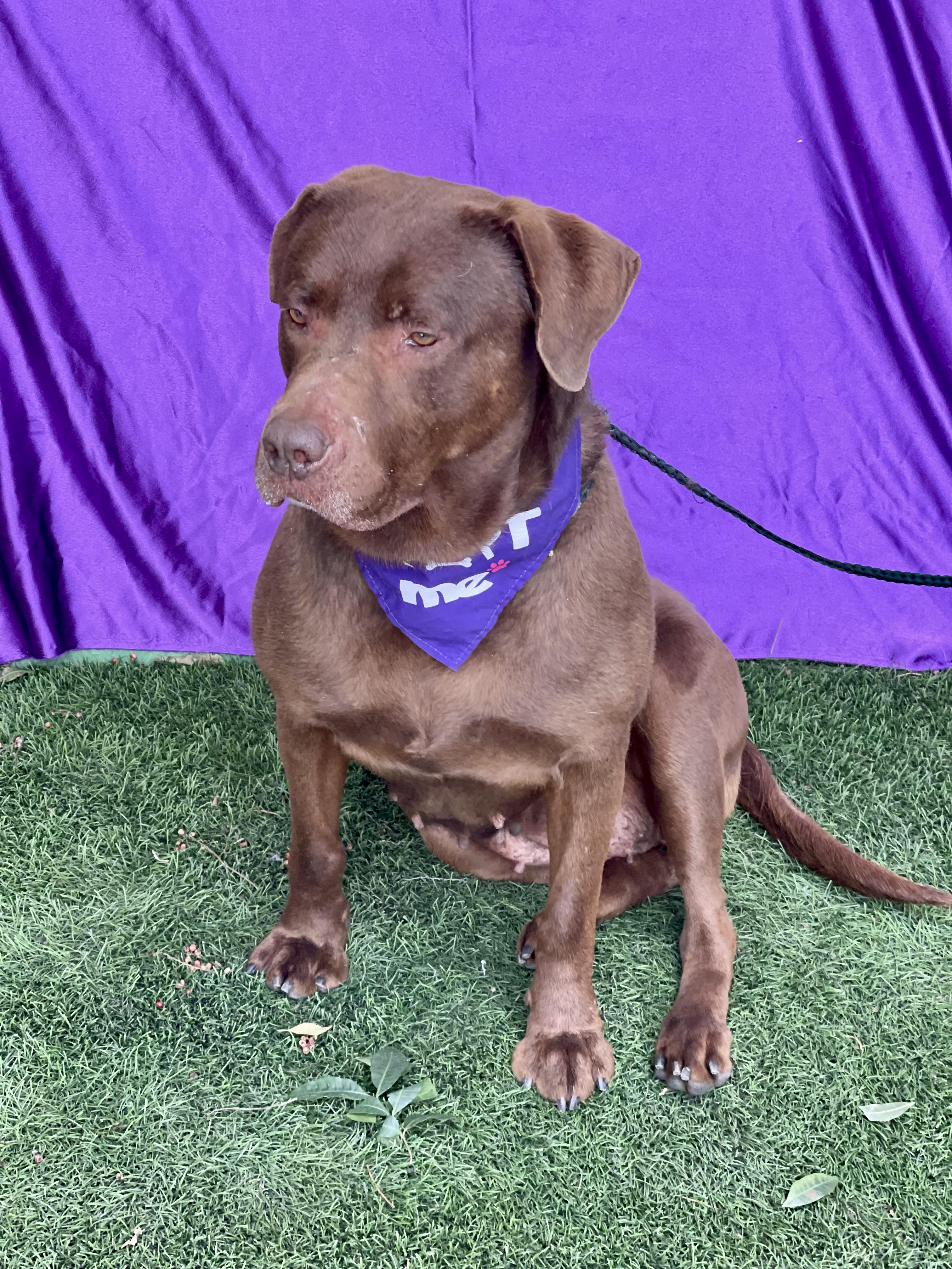 Enlarge MISSY, a ADOPTABLE mixed breed in Rowland Heights, CA image 5/5