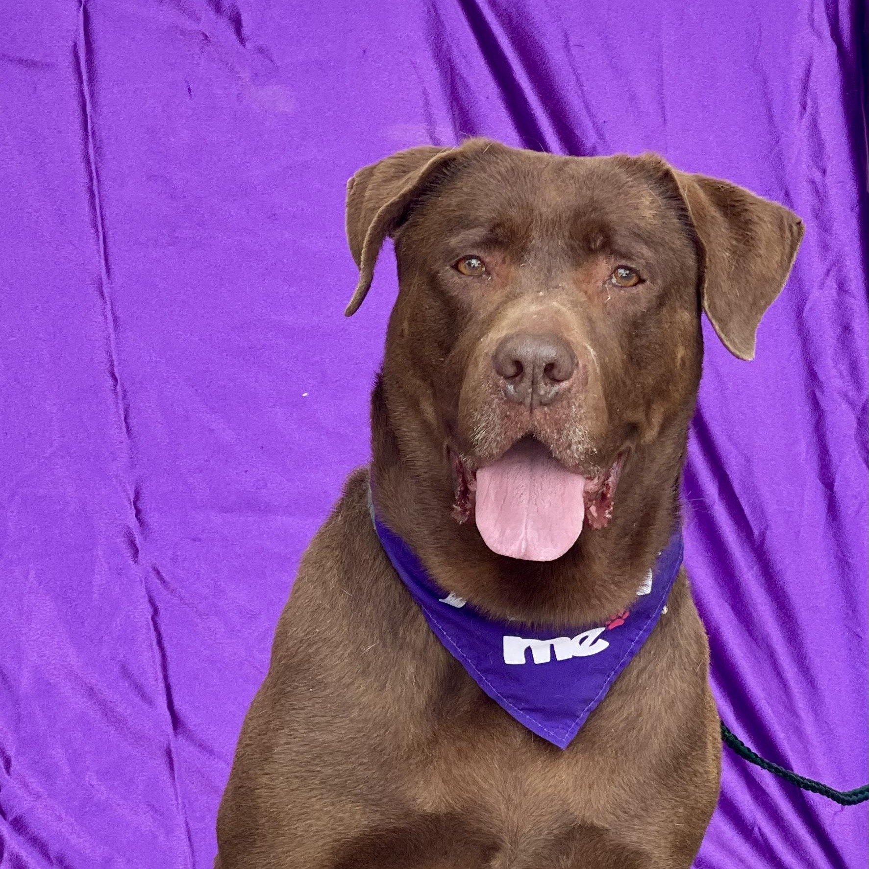 Enlarge MISSY, a ADOPTABLE mixed breed in Rowland Heights, CA image 1/5