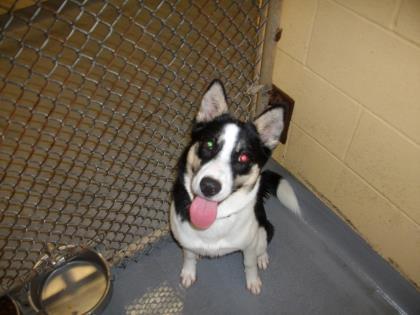 Carmen, Adoptable, Puppy Female Siberian Husky & German Shepherd Dog.