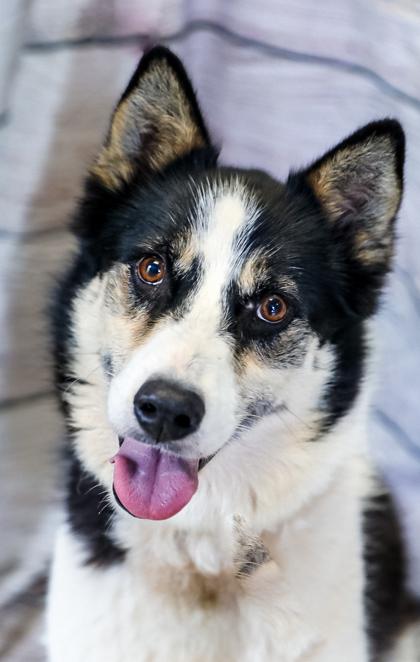 Enlarge Carmen, a Adoptable mixed breed in Dothan, AL image 2/2