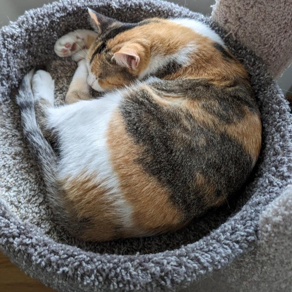 Caleigh C9767, a Adoptable Domestic Short Hair in Princeton, MN image 3/5