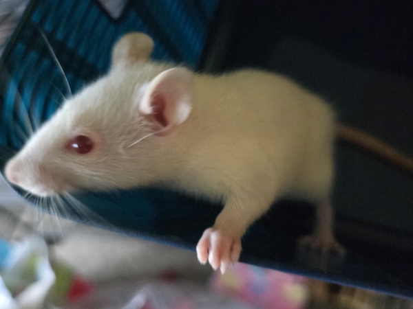 Walter, an adopted Rat in Townshend, VT_image-1