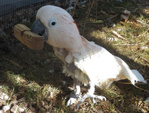Cisco, Adoptable, Senior Male Cockatoo.