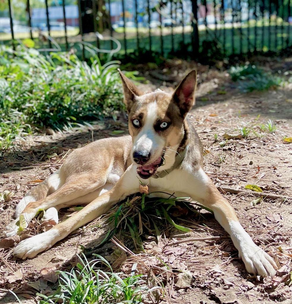 Enlarge Davis, a Adoptable mixed breed in Princeton, MA image 1/4