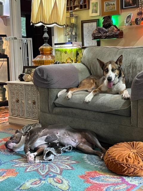 Enlarge Davis, a Adoptable mixed breed in Princeton, MA image 2/4