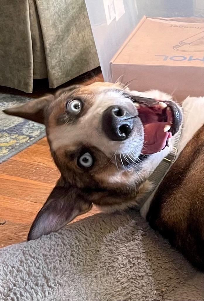 Enlarge Davis, a Adoptable mixed breed in Princeton, MA image 3/4