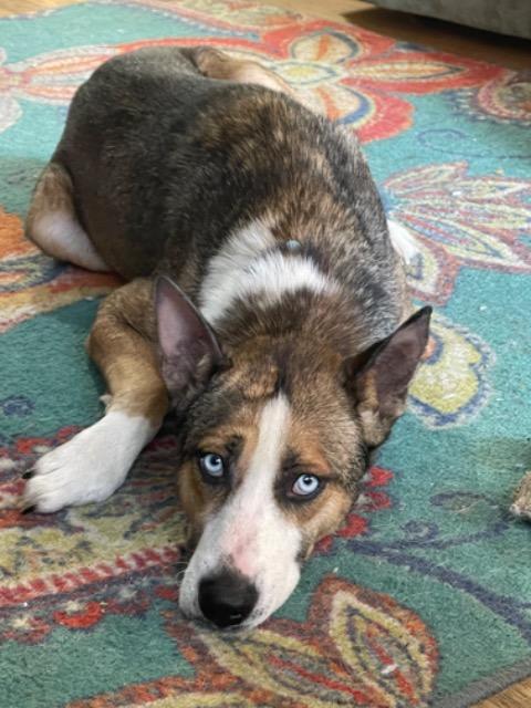 Davis, a Adoptable mixed breed in Princeton, MA image 4/4