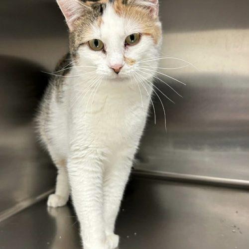 Enlarge Momma Cat, a Adoptable Domestic Short Hair in Burlington, IA image 1/2