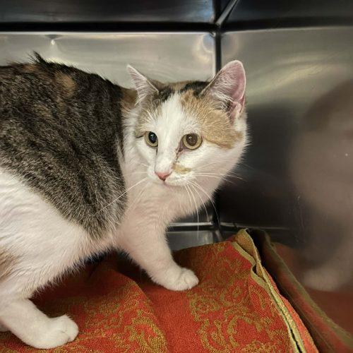 Momma Cat, Adoptable, Young Female Domestic Short Hair.