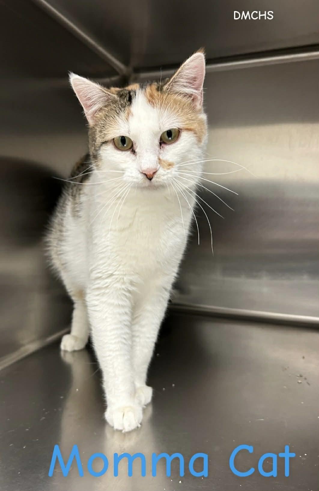 Enlarge Momma Cat, a Adoptable Domestic Short Hair in Burlington, IA image 2/2