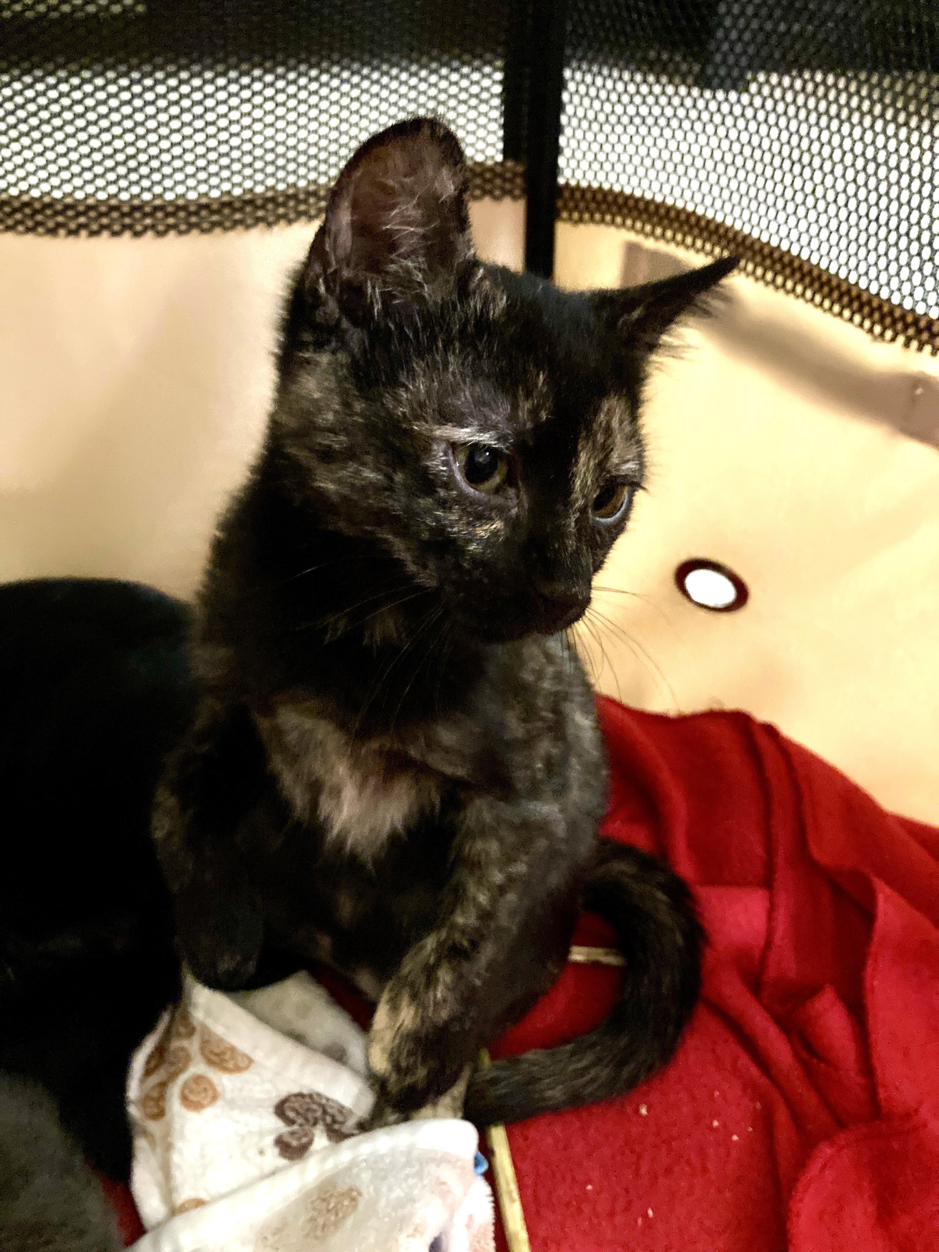 Janet (A132476)