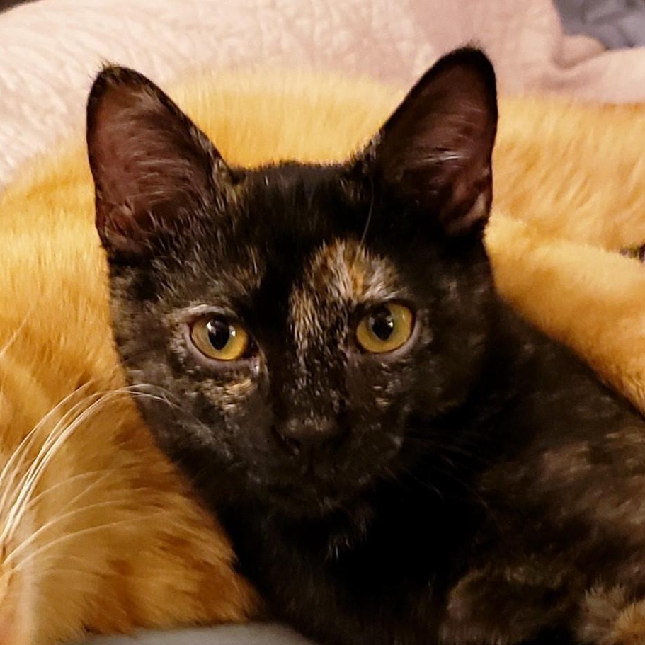 Meet Janet the spunky tortie of our Threes Company litter Shes curious ad