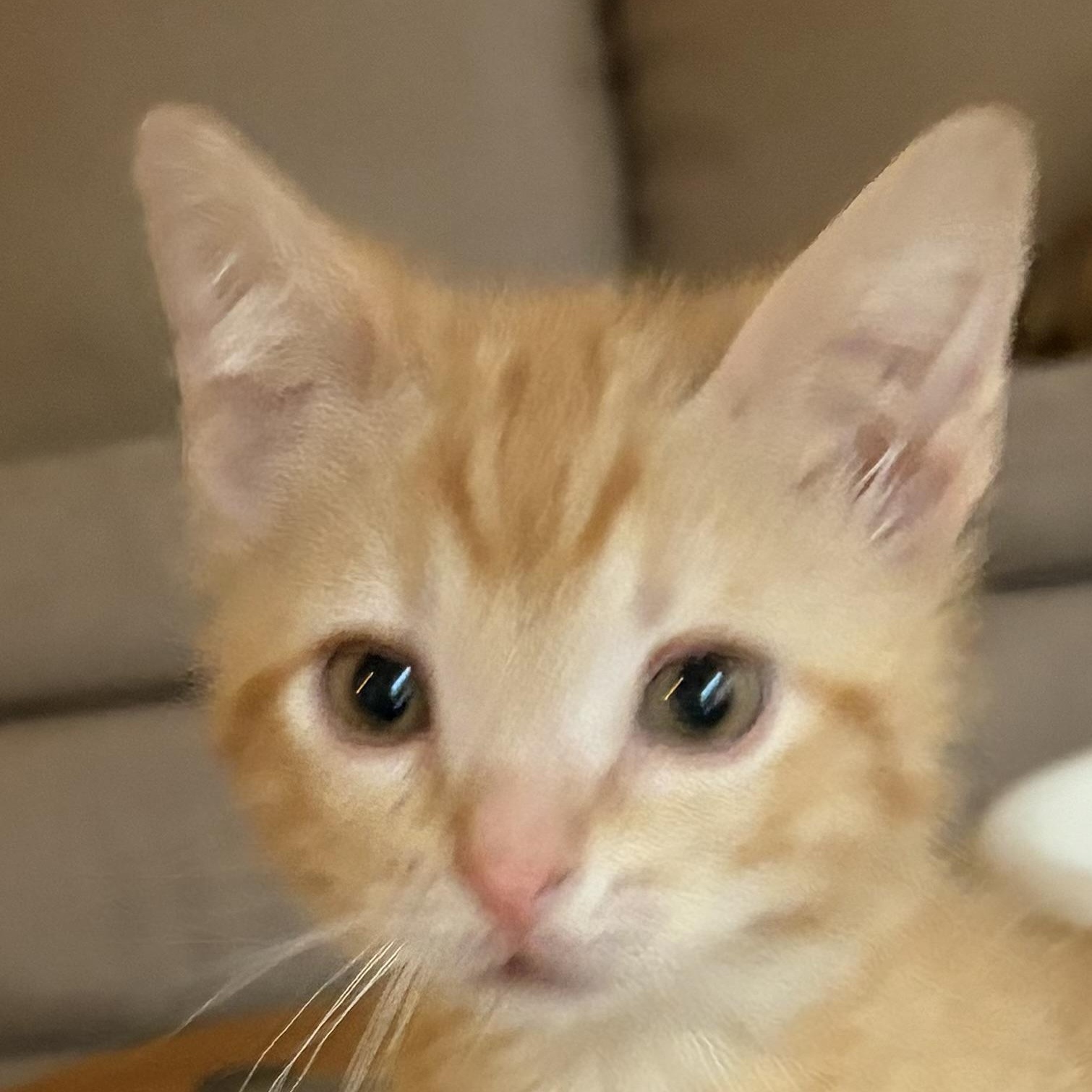 Copper, adopted, Kitten Male Domestic Short Hair.