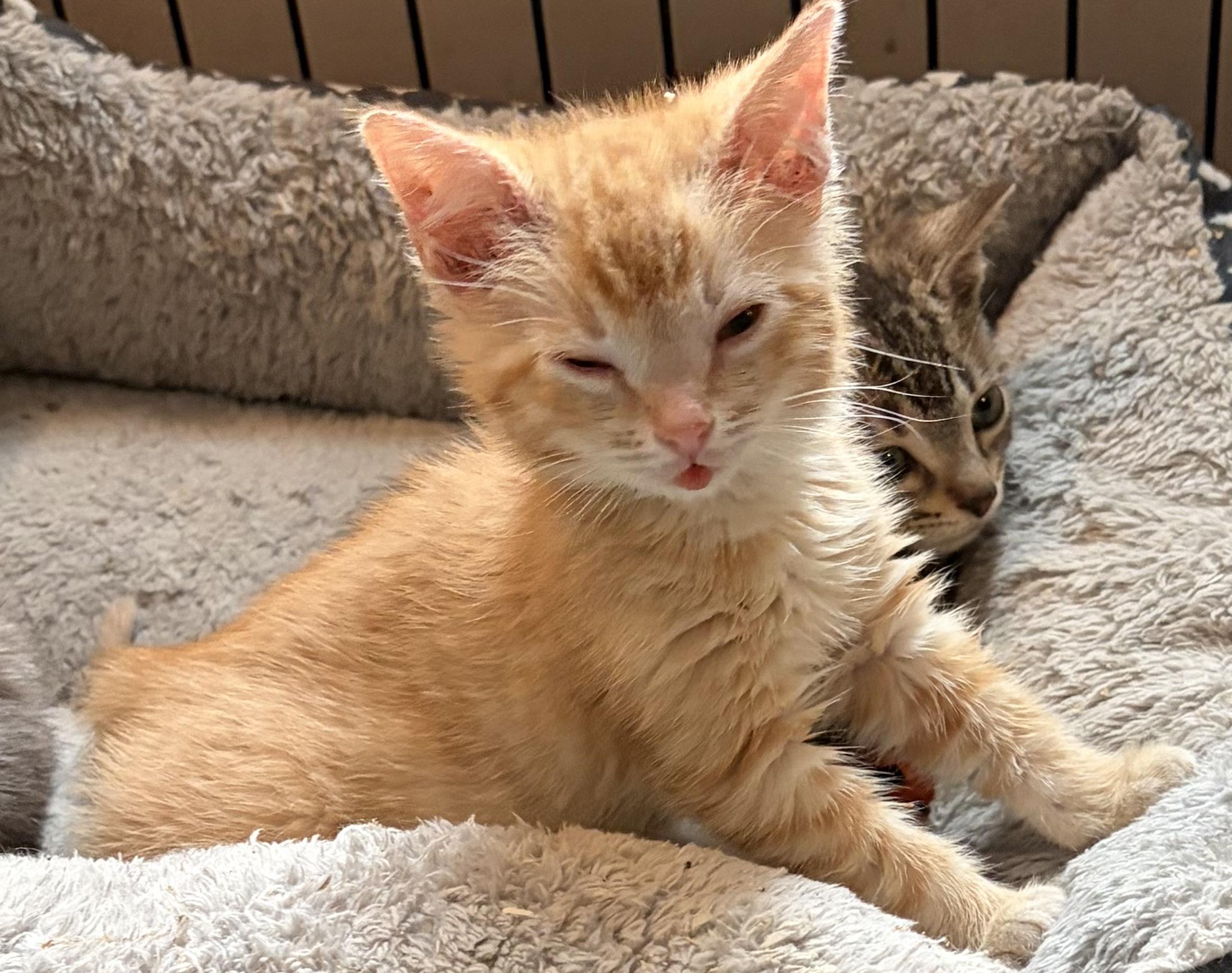 Copper, an adopted Domestic Short Hair in Houghton Lake, MI image 5/6