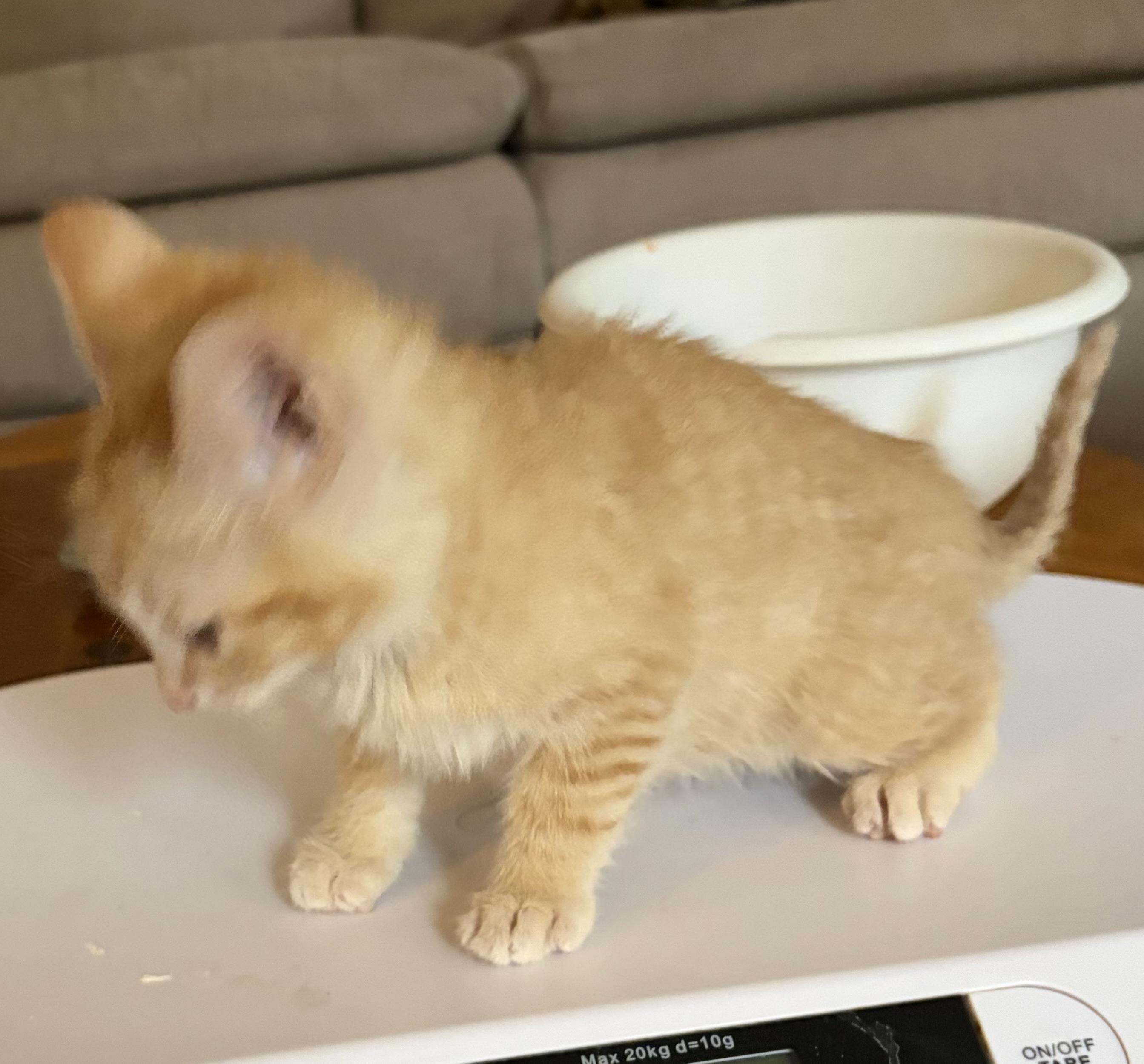 Copper, an adopted Domestic Short Hair in Houghton Lake, MI image 6/6