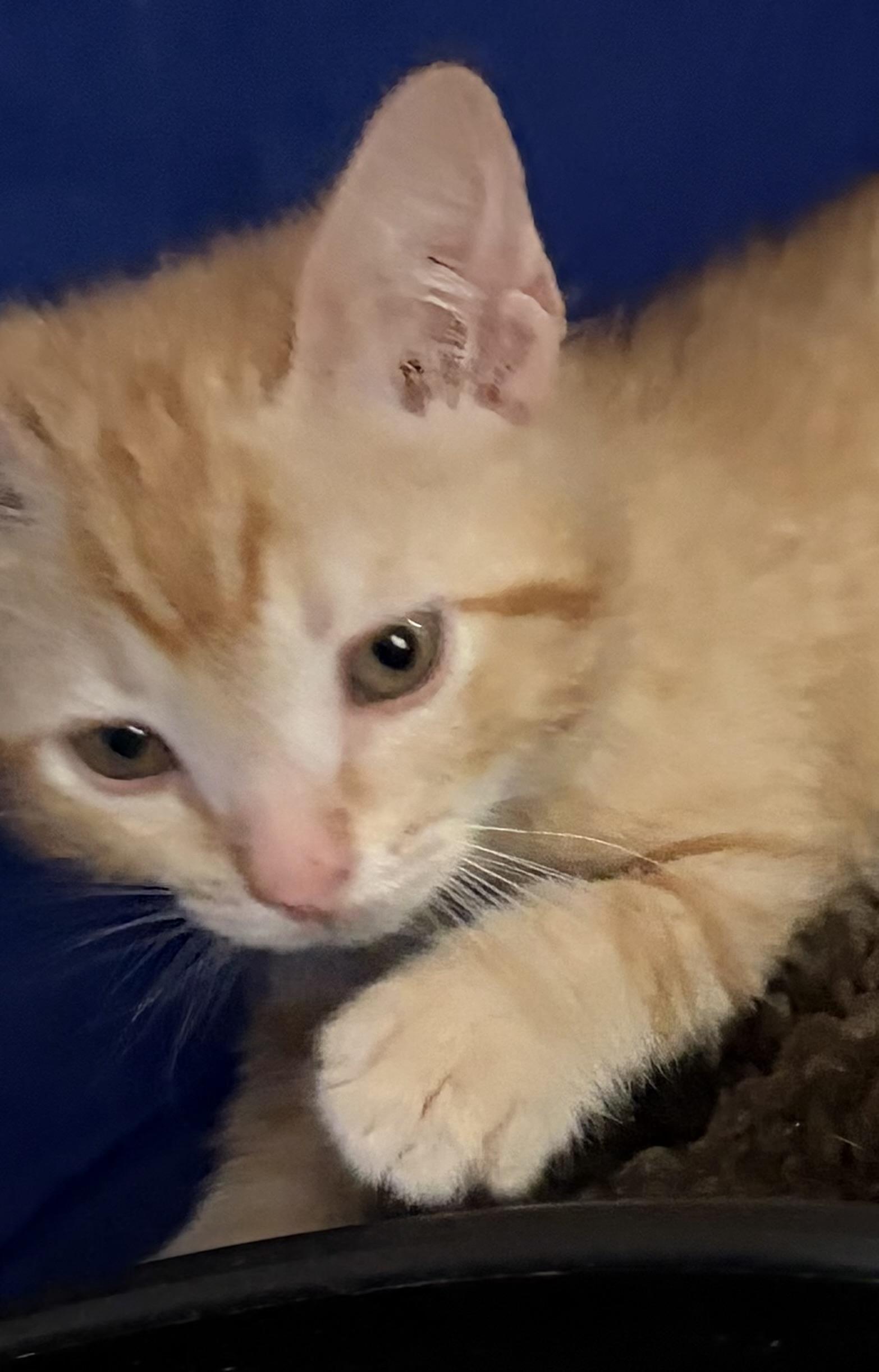 Copper, an adopted Domestic Short Hair in Houghton Lake, MI image 2/6