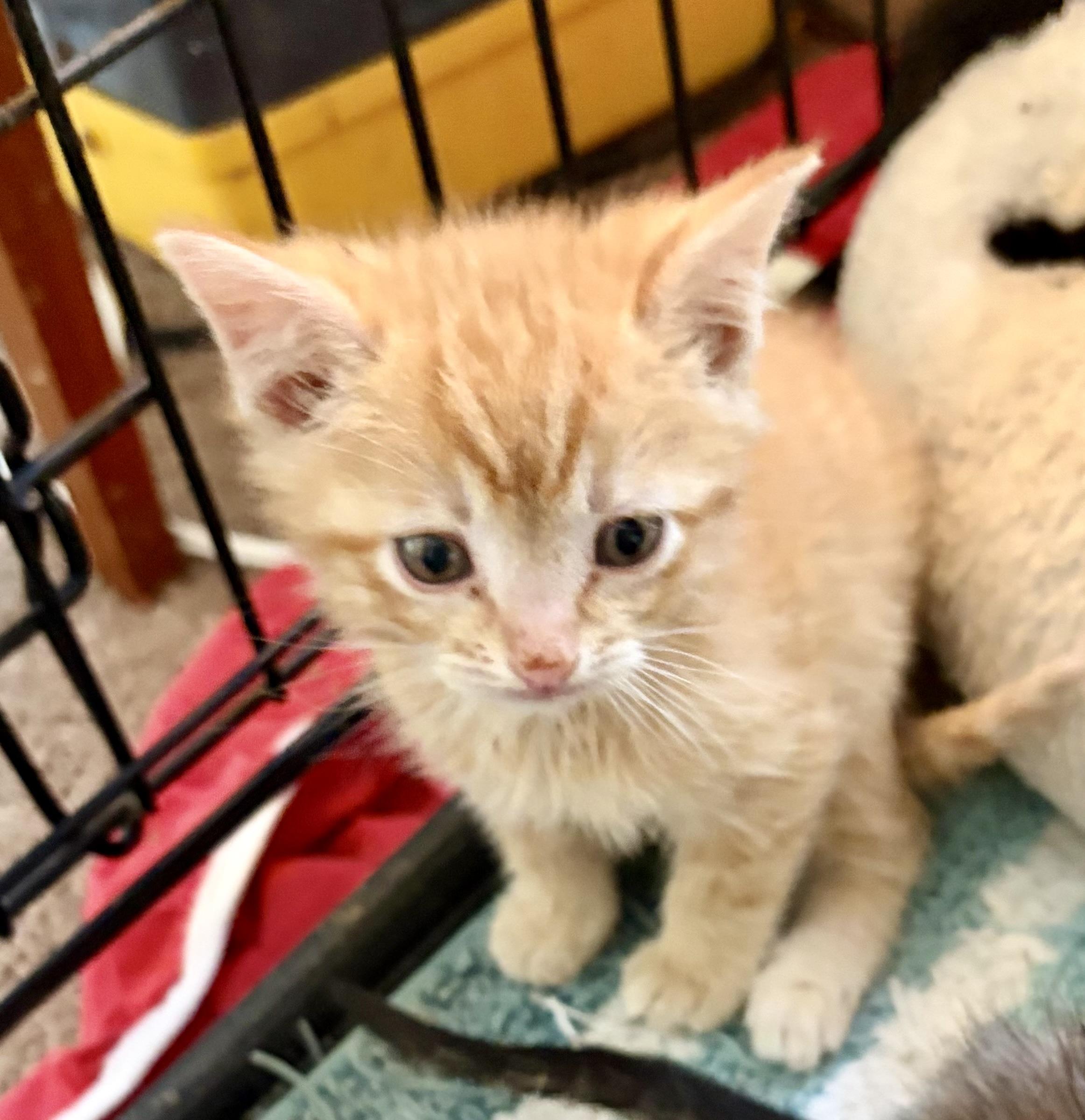 Copper, an adopted Domestic Short Hair in Houghton Lake, MI image 4/6