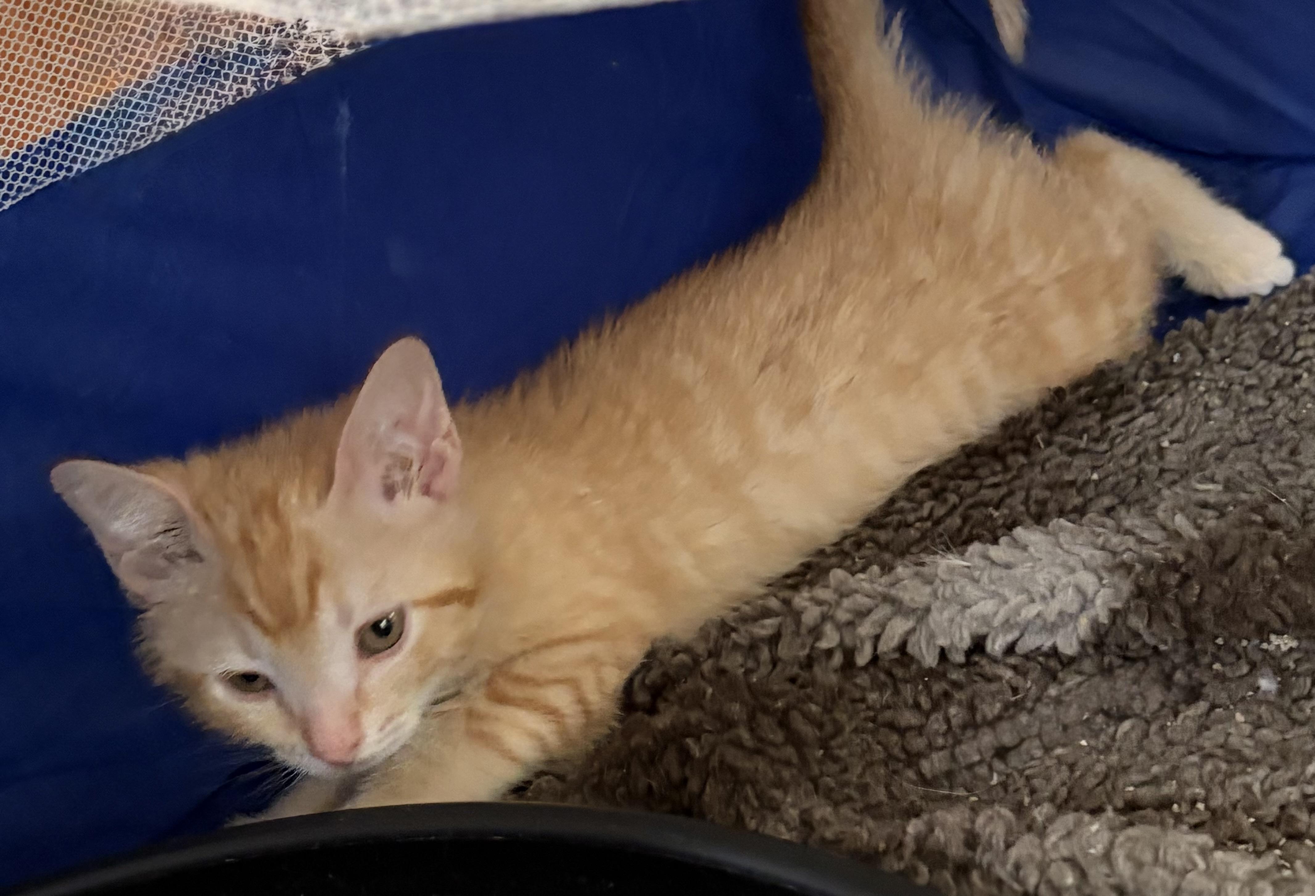 Copper, an adopted Domestic Short Hair in Houghton Lake, MI image 3/6