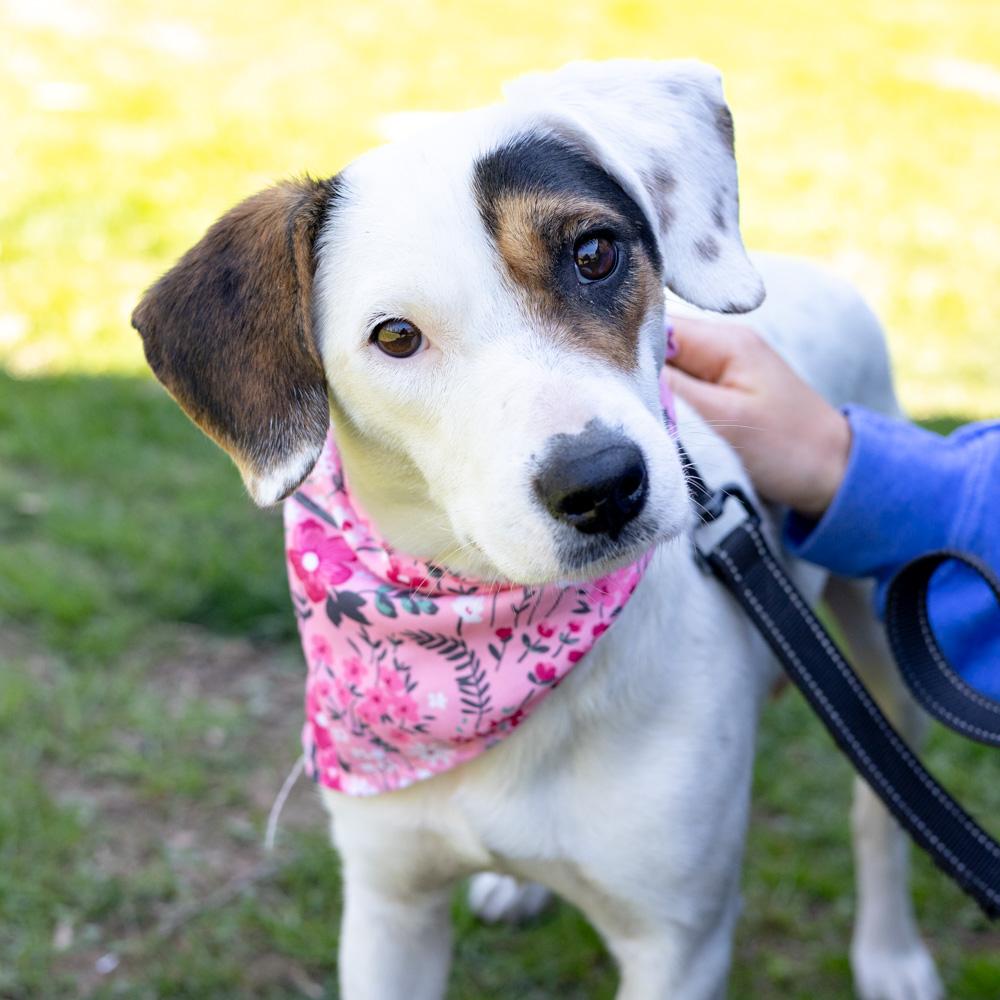 Enlarge Suzie  (Female), an adopted mixed breed in West Grove, PA image 2/6