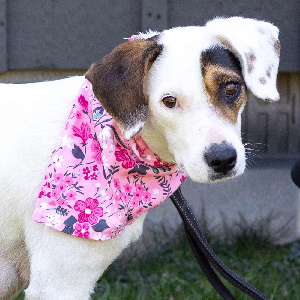 Enlarge Suzie  (Female), an adopted mixed breed in West Grove, PA image 6/6