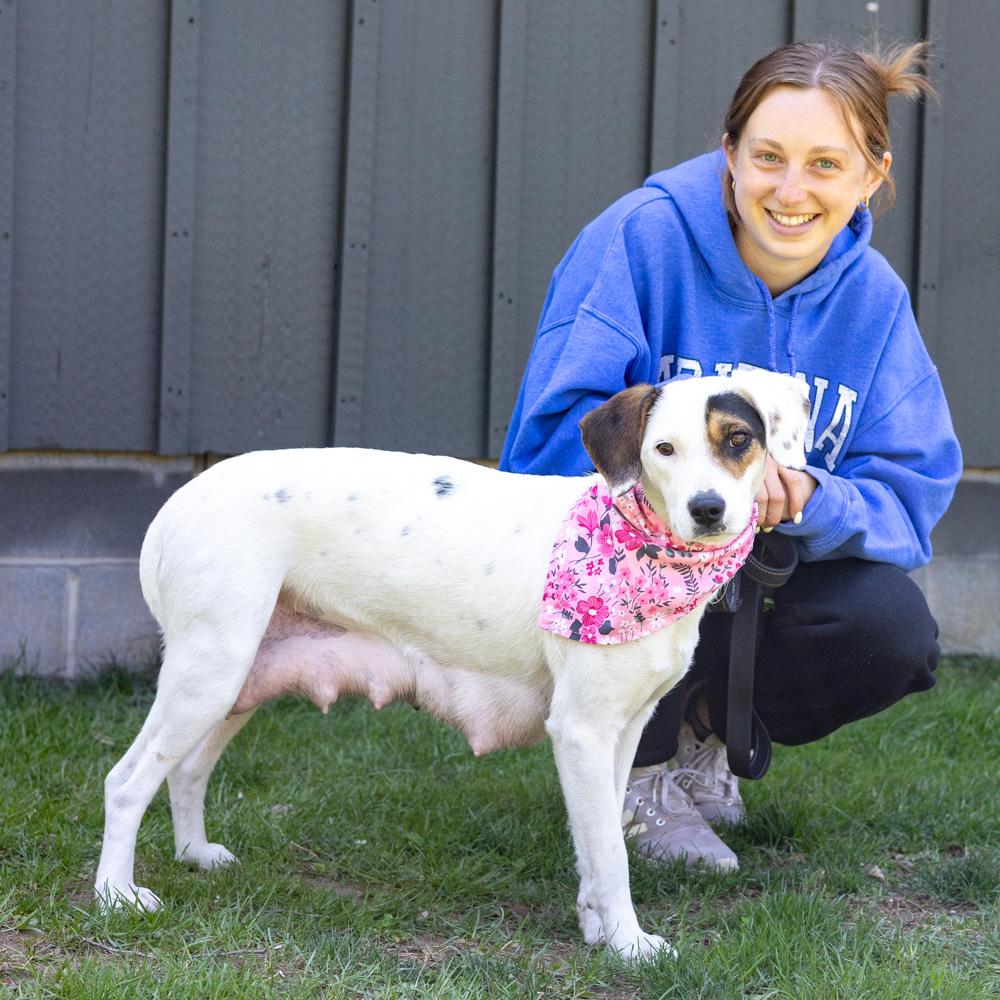Enlarge Suzie  (Female), an adopted mixed breed in West Grove, PA image 5/6