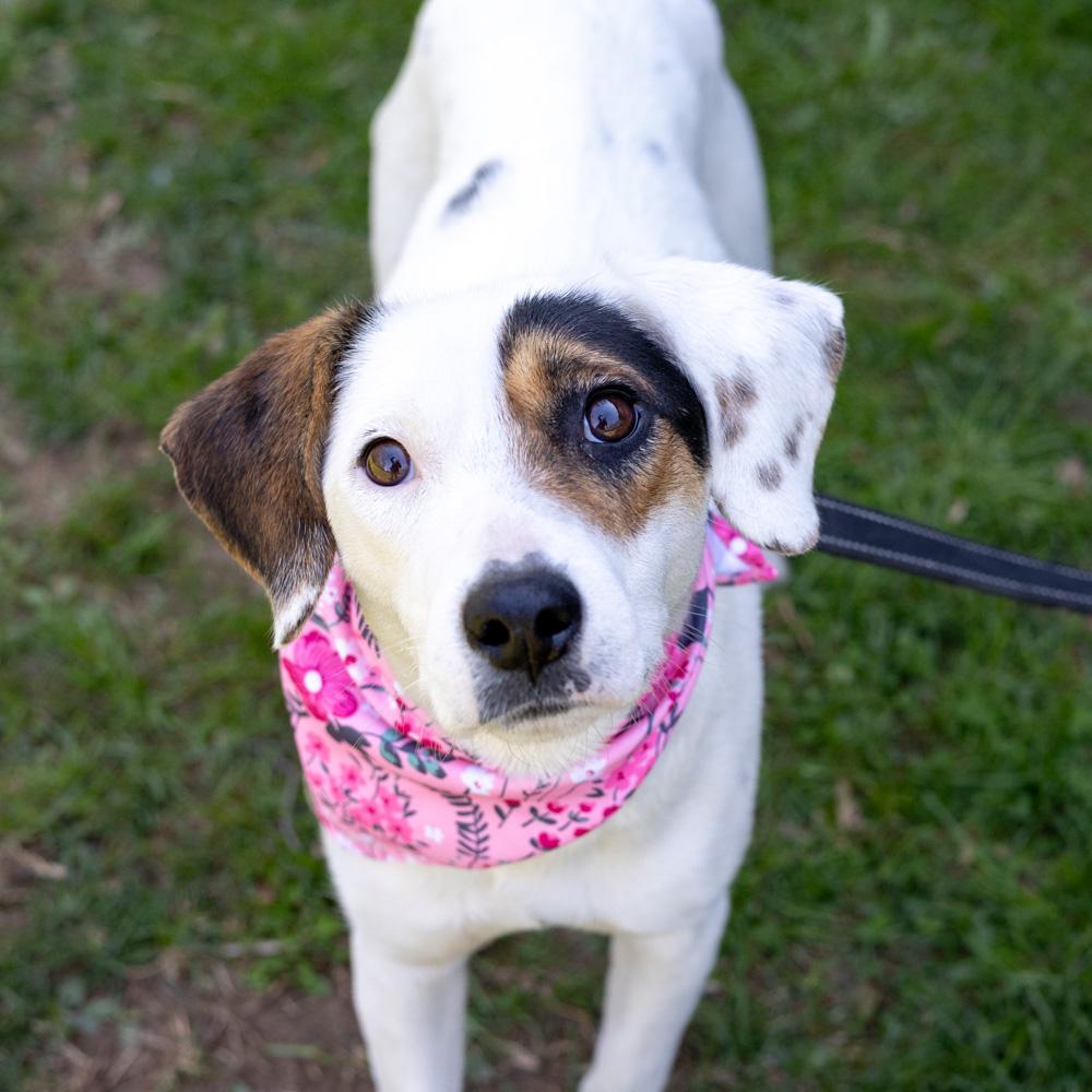 Enlarge Suzie  (Female), an adopted mixed breed in West Grove, PA image 4/6