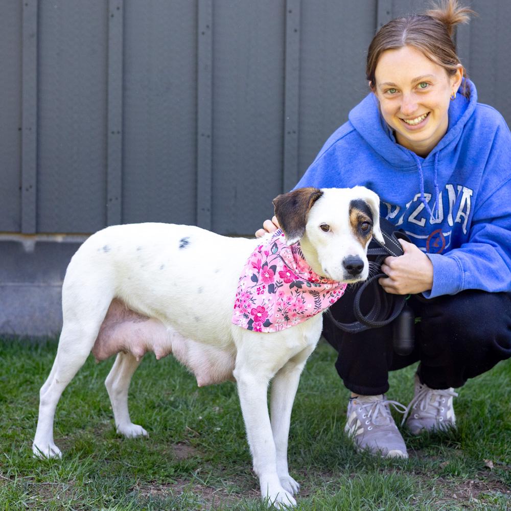 Enlarge Suzie  (Female), an adopted mixed breed in West Grove, PA image 3/6