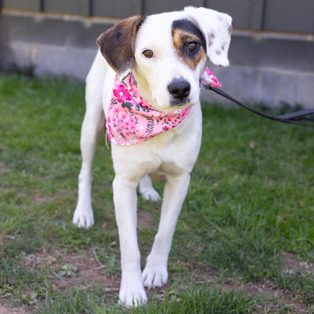 Enlarge Suzie  (Female), an adopted mixed breed in West Grove, PA image 1/6